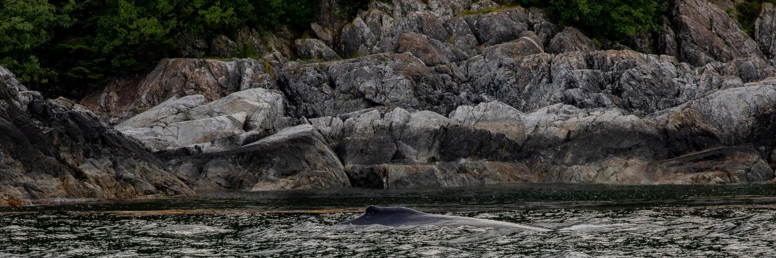 Alaska,Cruise,Baranof Is,Humpback Whale,-024.JPG