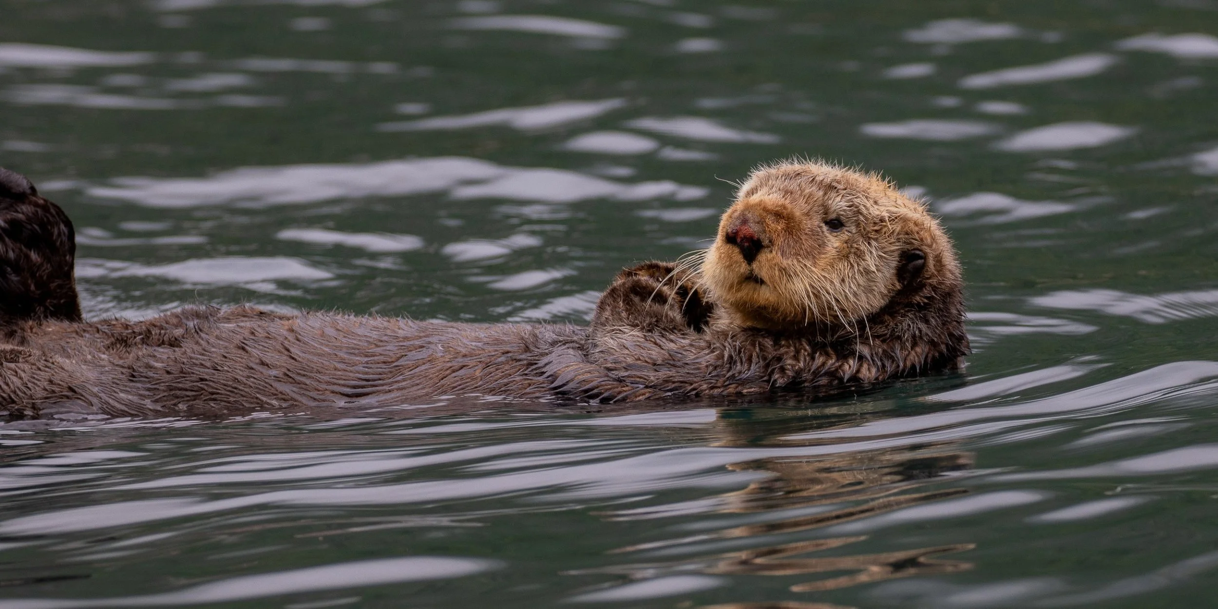 Alaska,Cruise,Baranof Is,Takatz Bay,Sea Otter,-553.JPG