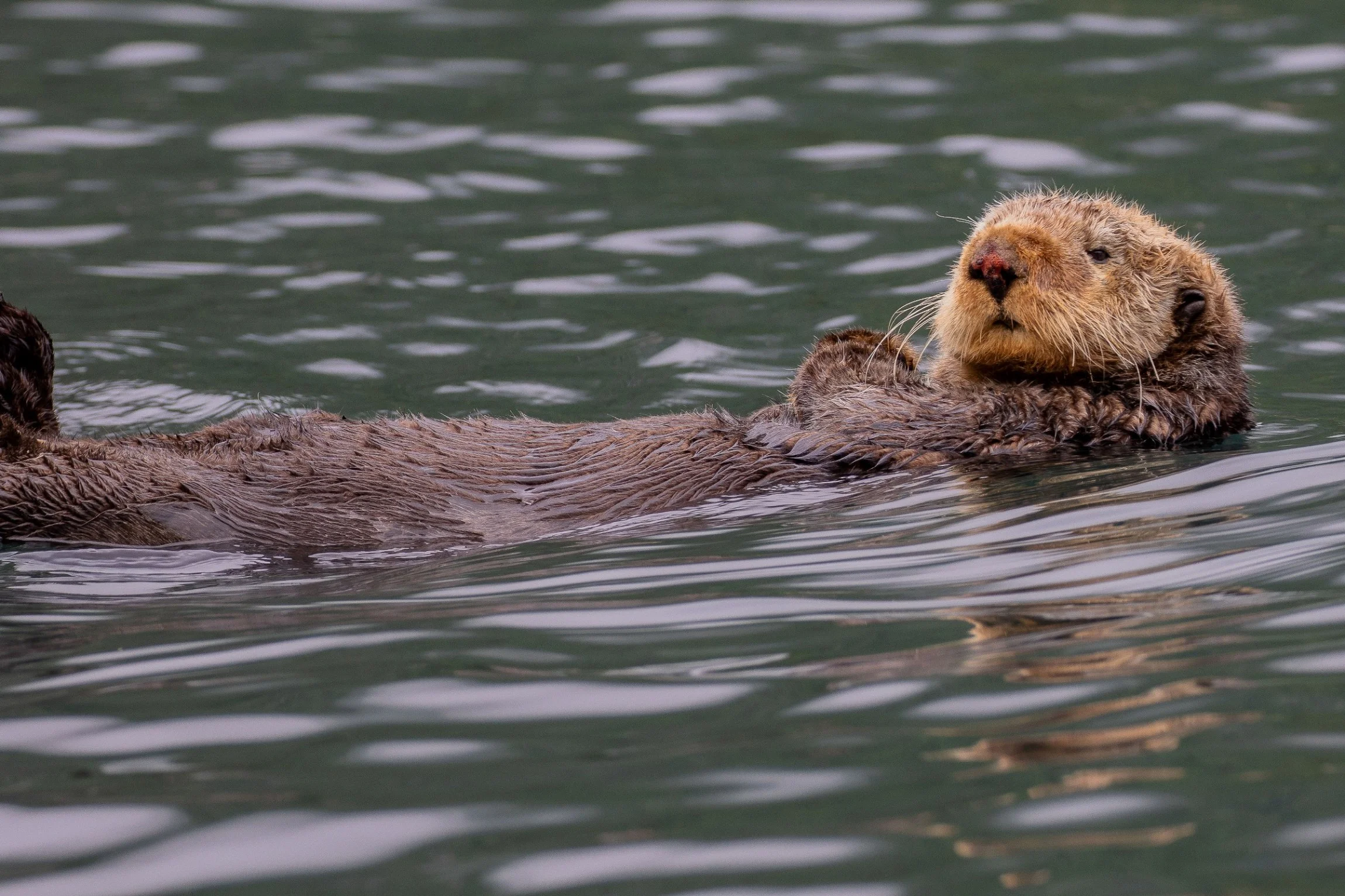 Alaska,Cruise,Baranof Is,Takatz Bay,Sea Otter,-554.JPG