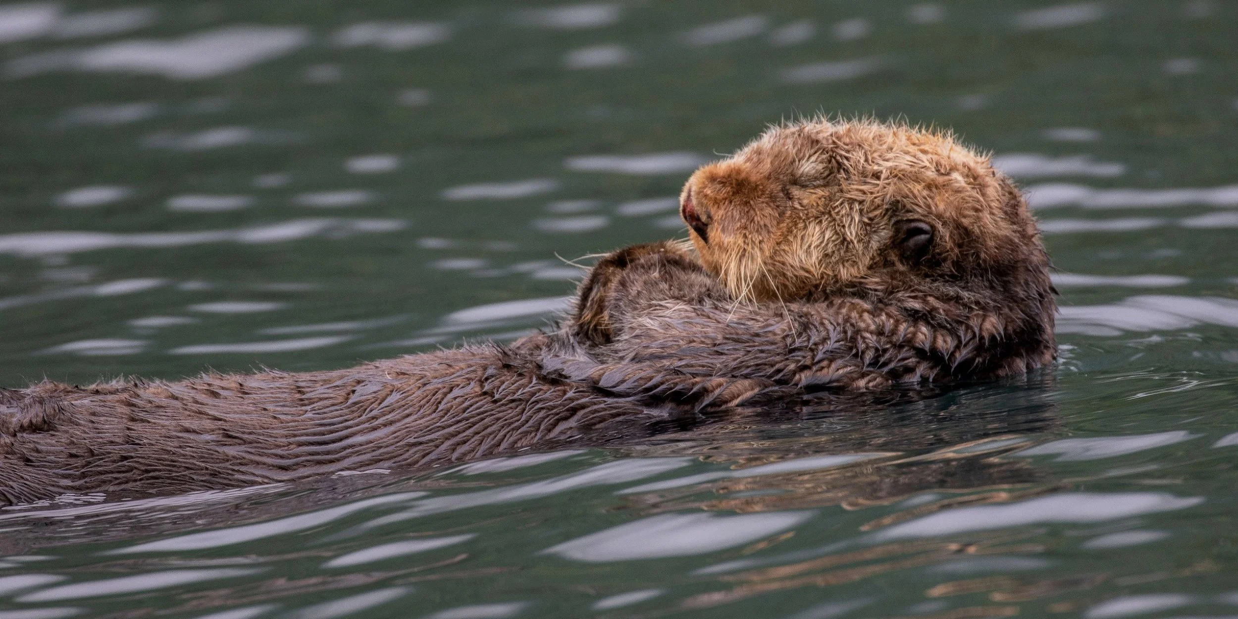 Alaska,Cruise,Baranof Is,Takatz Bay,Sea Otter,-564.JPG