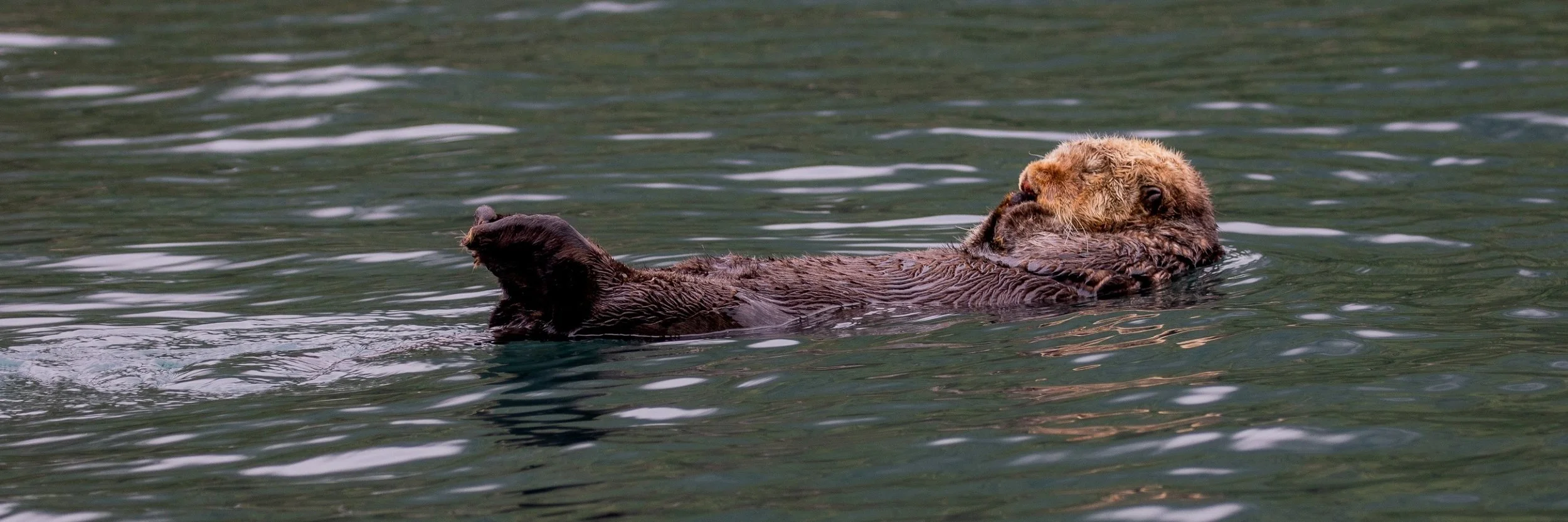 Alaska,Cruise,Baranof Is,Takatz Bay,Sea Otter,-568.JPG