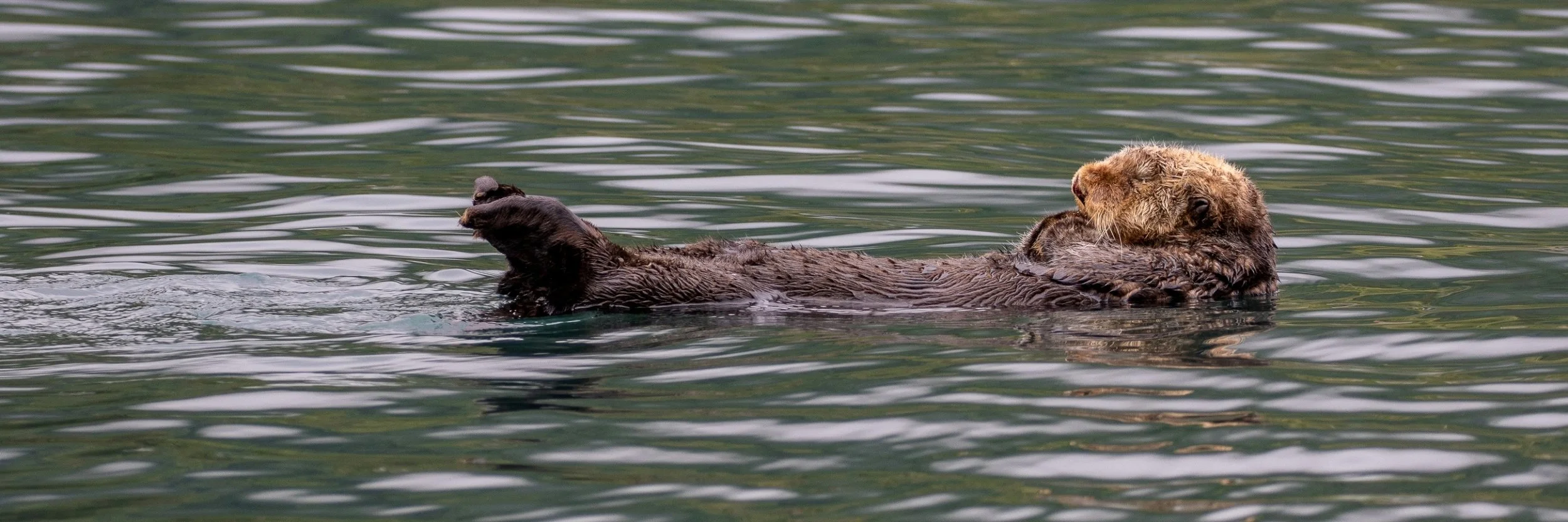 Alaska,Cruise,Baranof Is,Takatz Bay,Sea Otter,-571.JPG