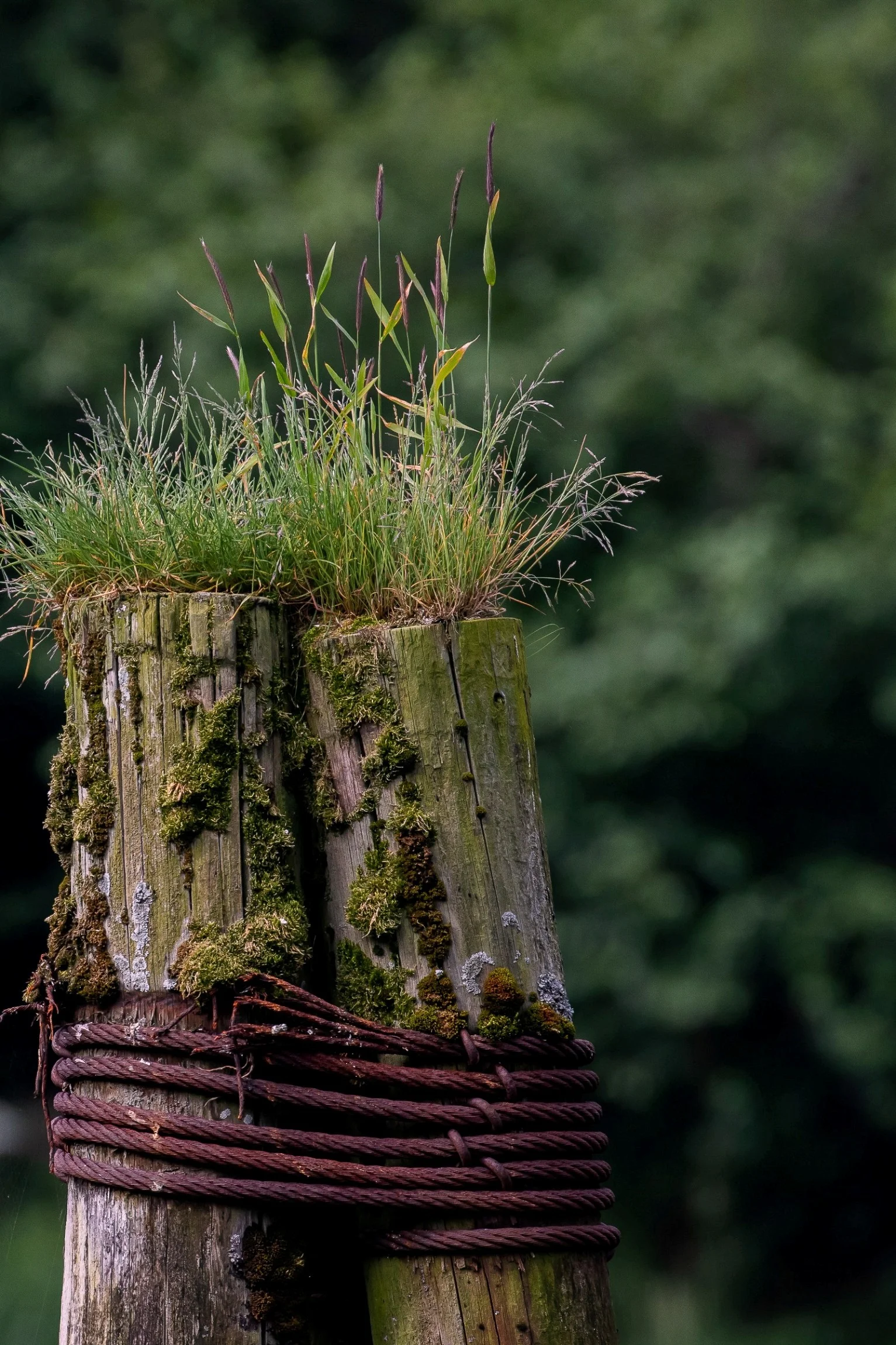 Alaska,Cruise,Chicagof Is,Elfin Cove,-098.JPG