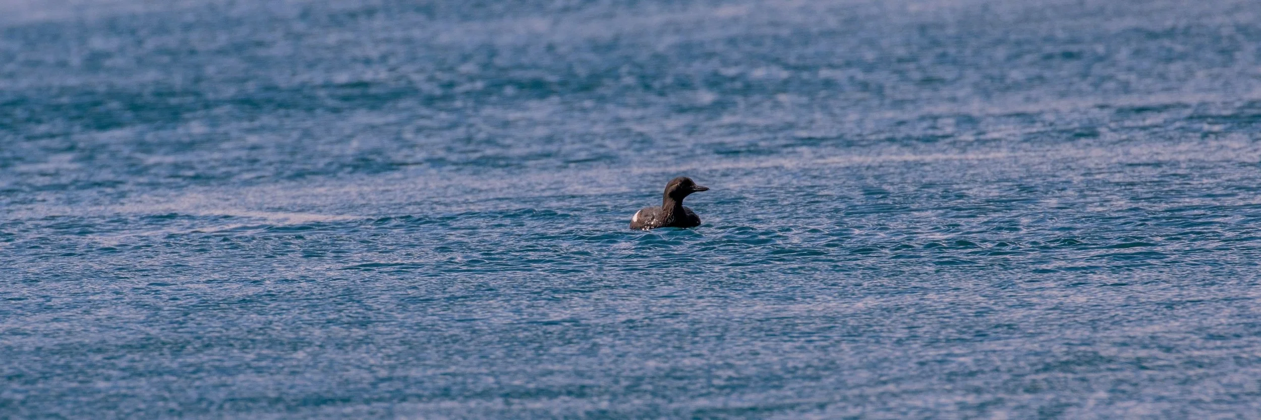 Alaska,Cruise,Chicagof Is,Marbled Murralette,-111.JPG