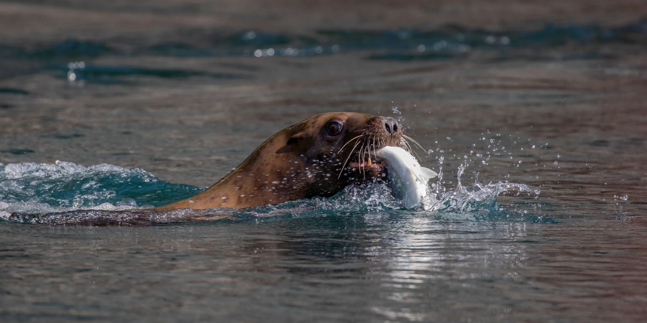 Alaska,Cruise,Chicagof Is,Sealion,-115.JPG