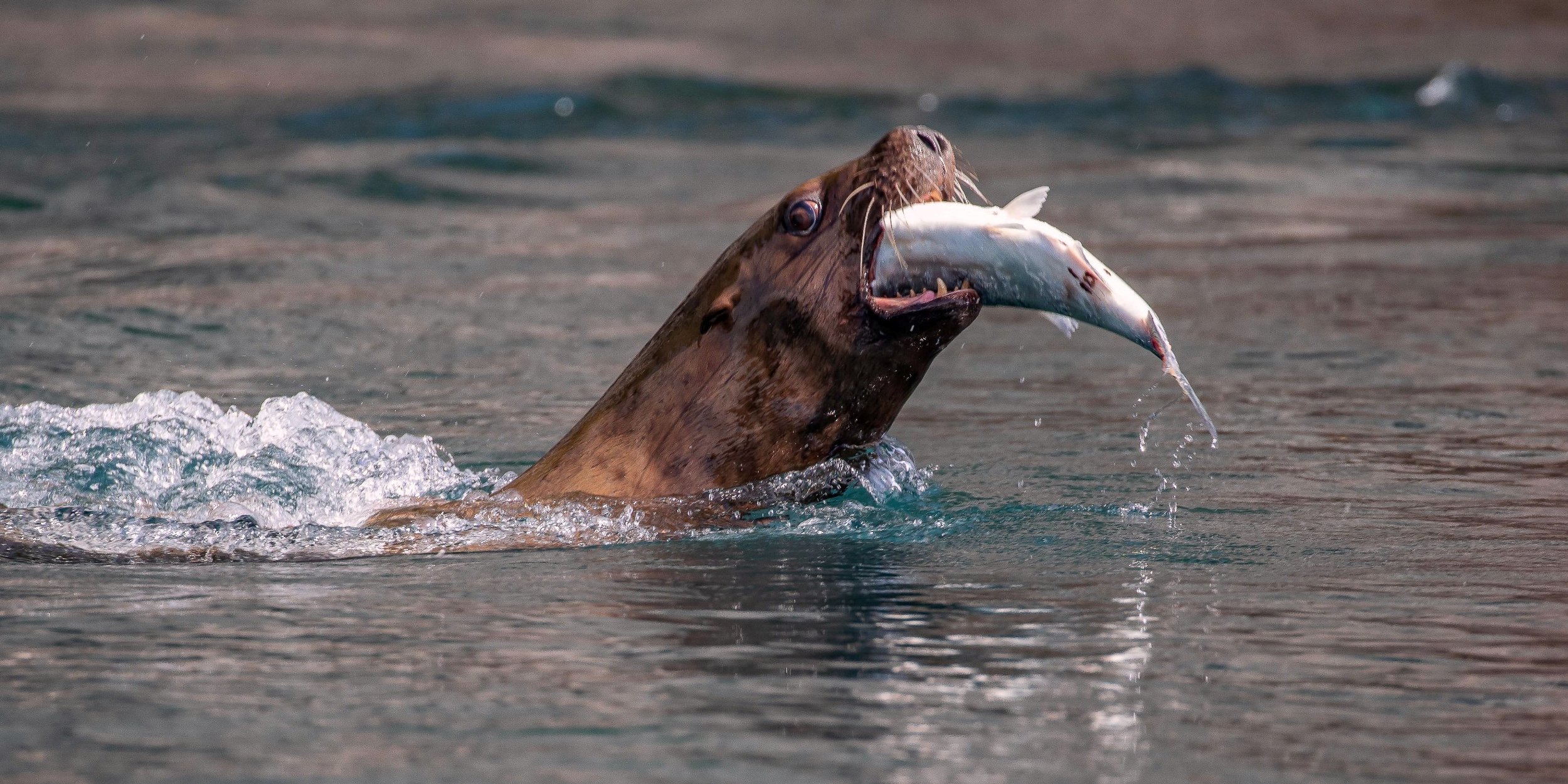 Alaska,Cruise,Chicagof Is,Sealion,-114.JPG