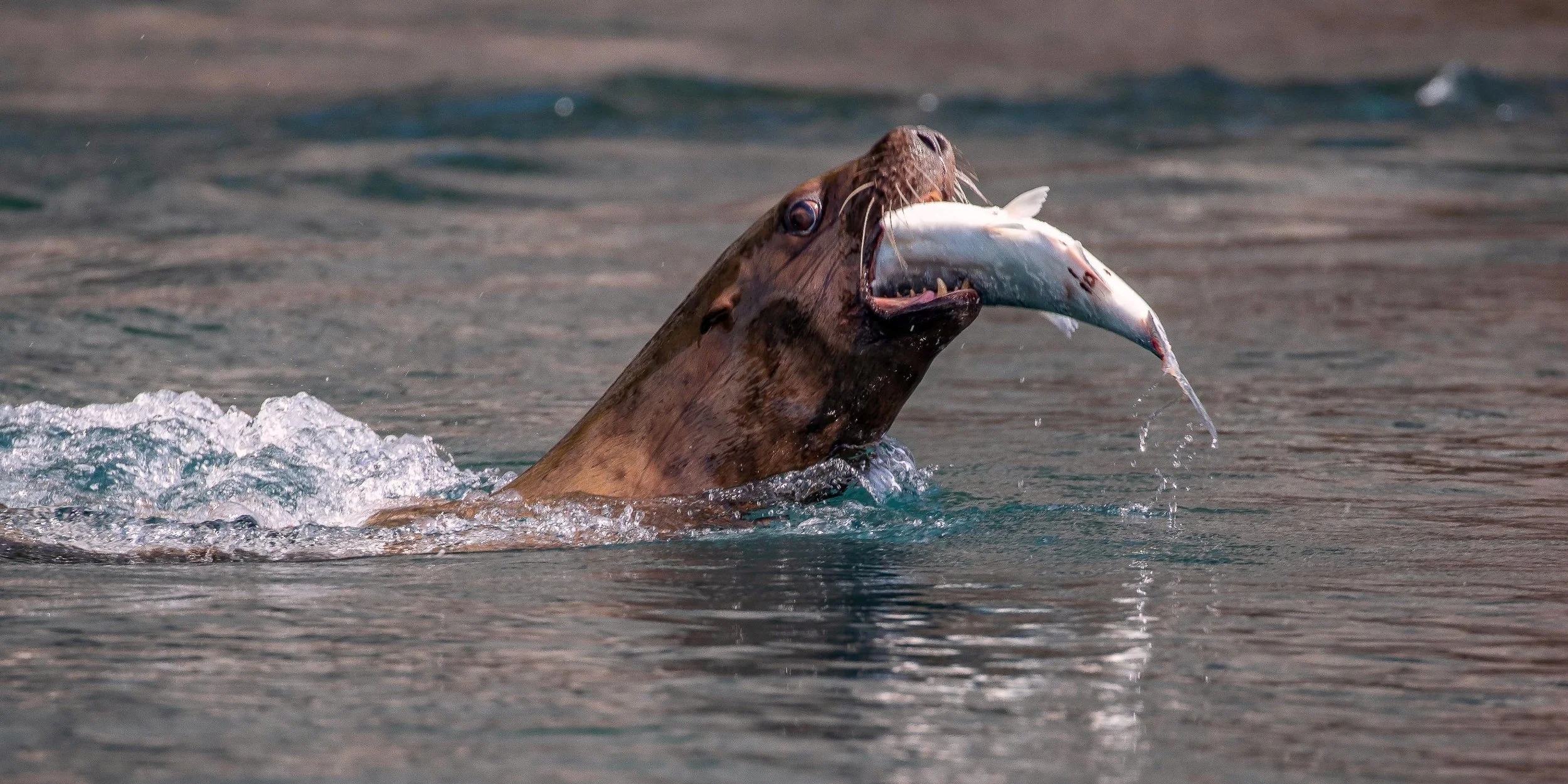 Alaska,Cruise,Chicagof Is,Sealion,-114.JPG