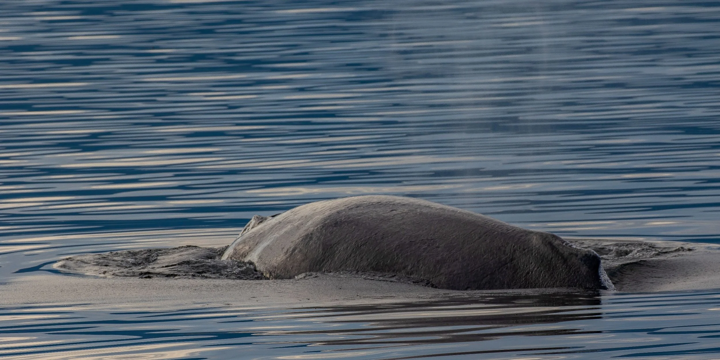 Alaska,Cruise,Frederick Sound,Humpback Whale,-243.JPG
