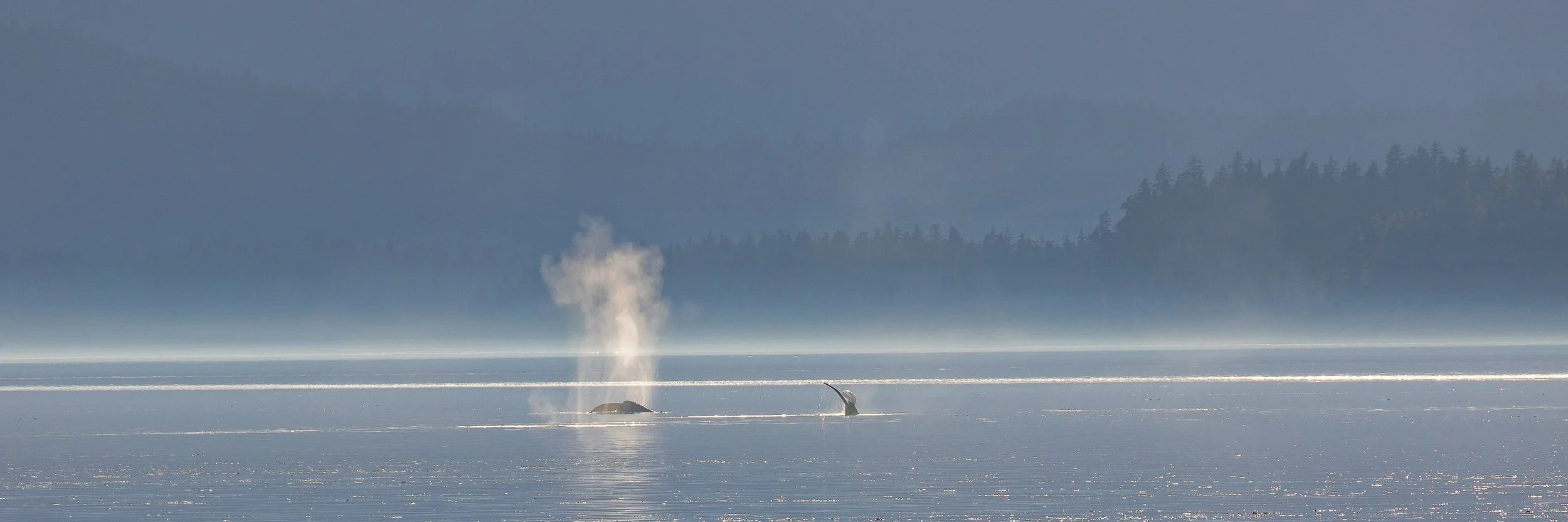 Alaska,Cruise,Frederick Sound,Humpback Whale,-260.JPG