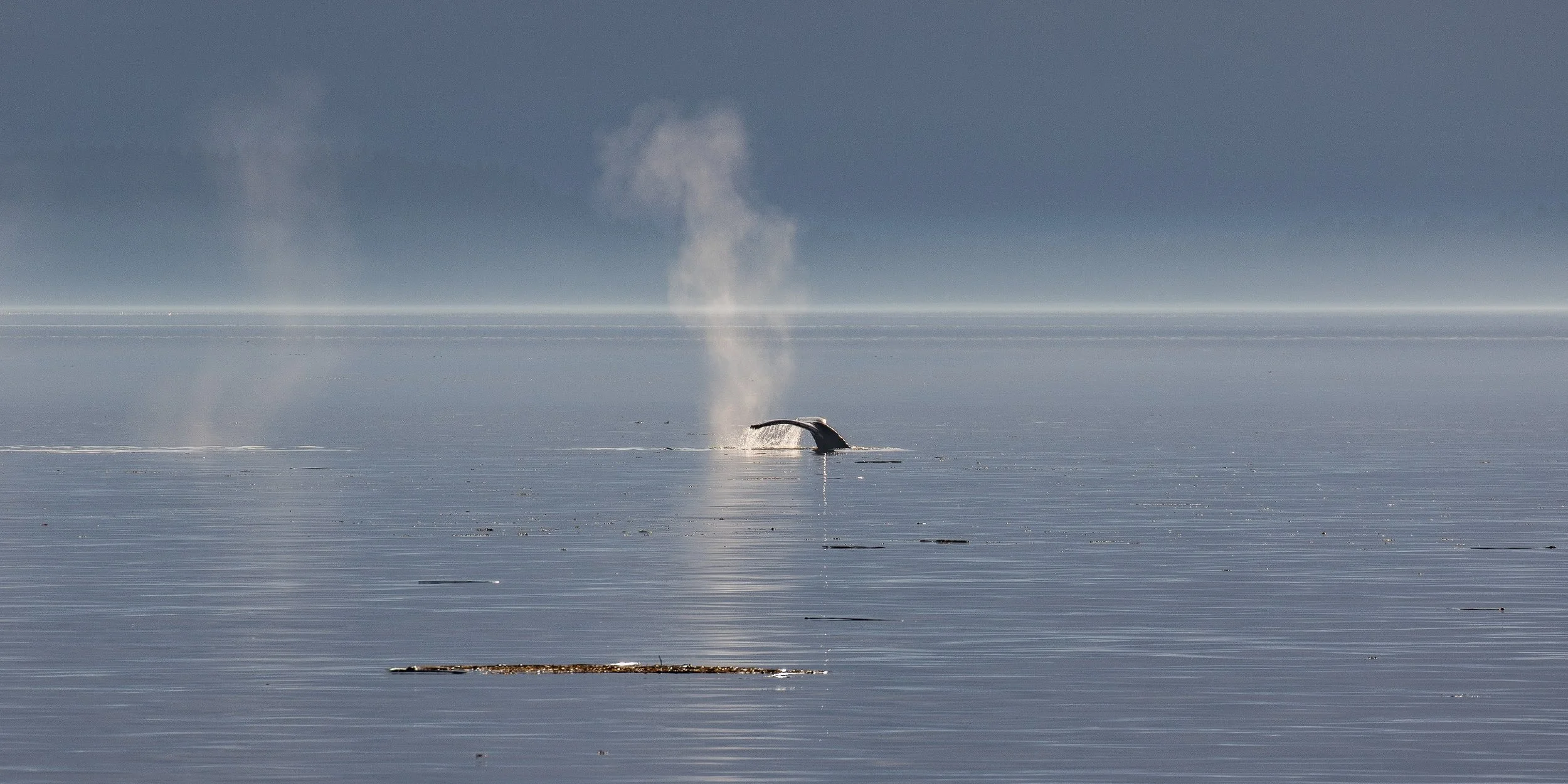 Alaska,Cruise,Frederick Sound,Humpback Whale,-272.JPG