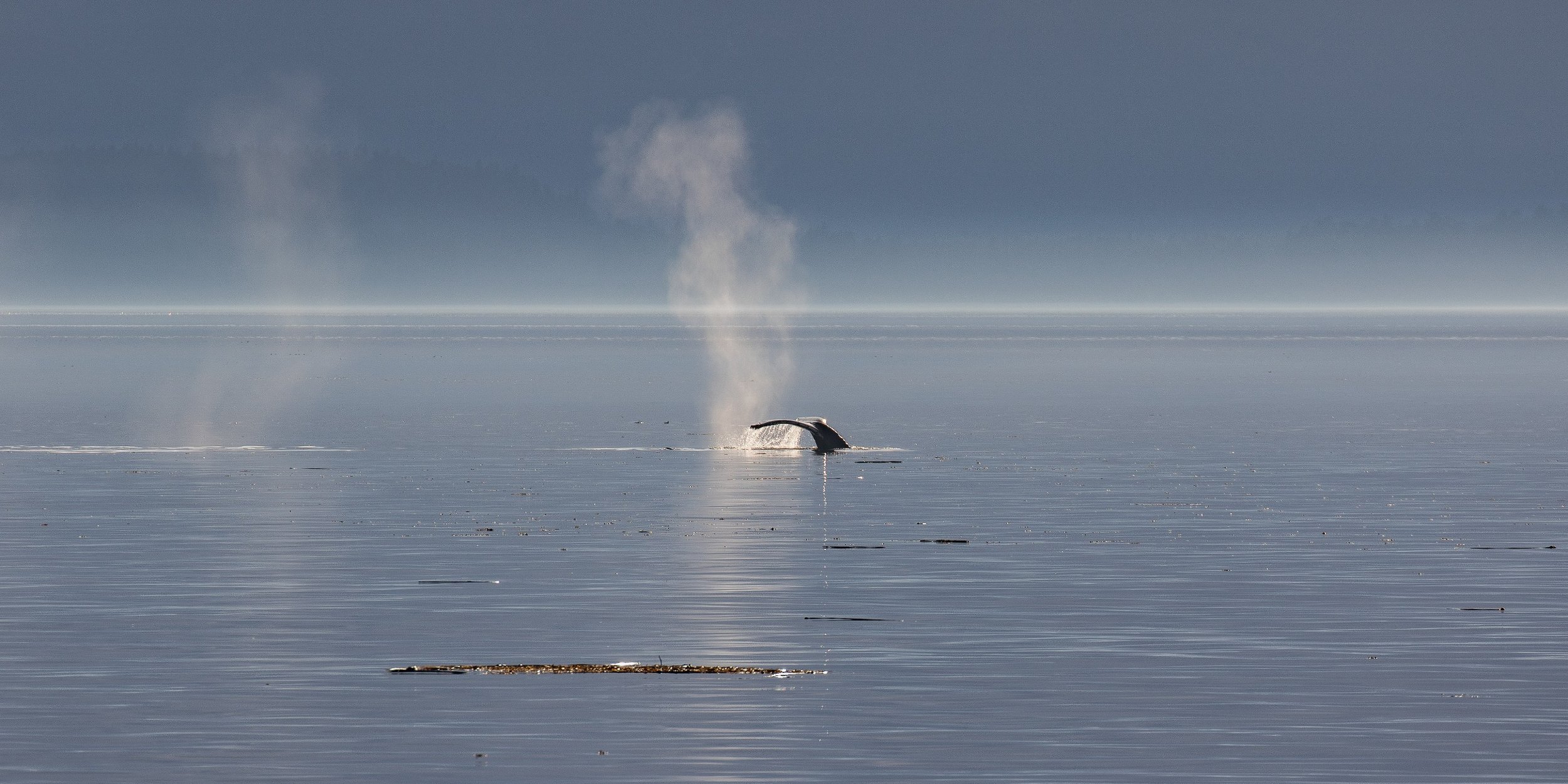 Alaska,Cruise,Frederick Sound,Humpback Whale,-272.JPG