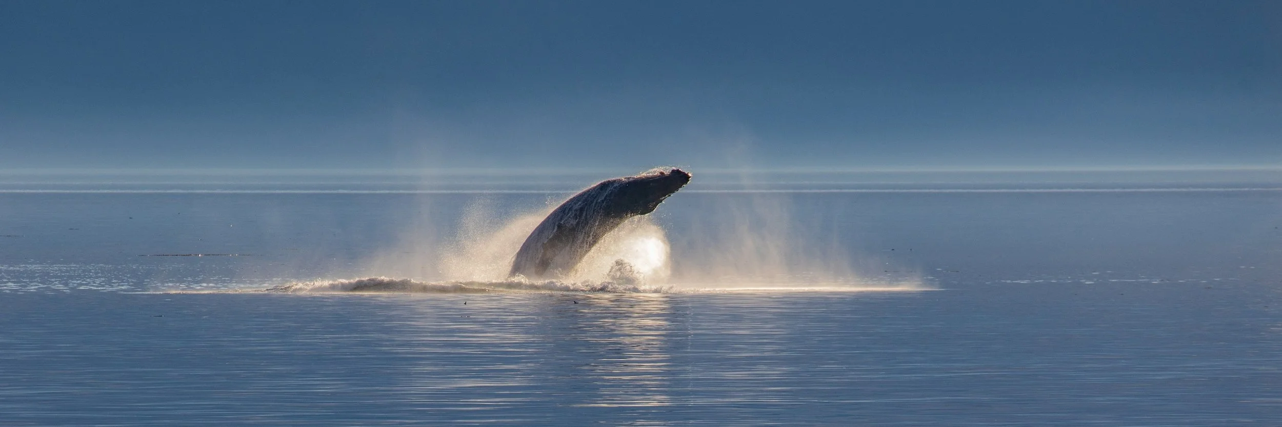 Alaska,Cruise,Frederick Sound,Humpback Whale,-279.JPG