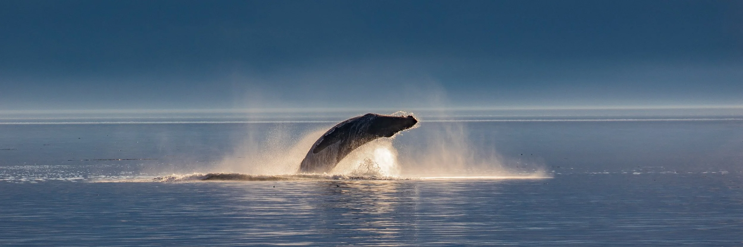 Alaska,Cruise,Frederick Sound,Humpback Whale,-281.JPG