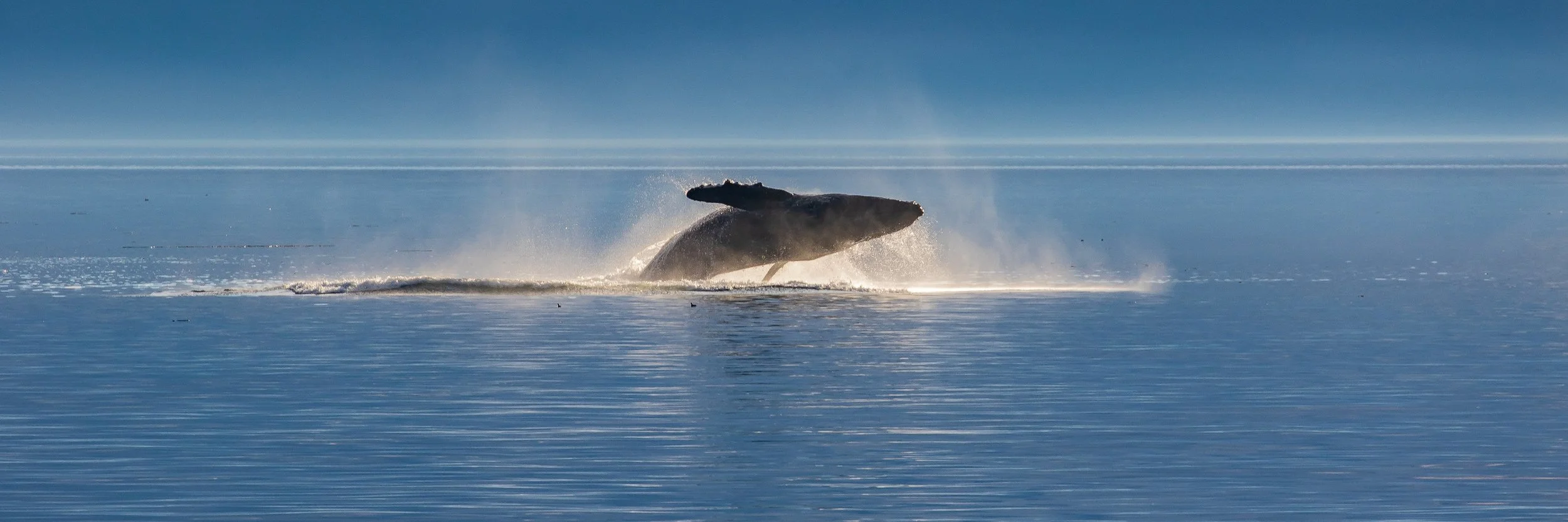 Alaska,Cruise,Frederick Sound,Humpback Whale,-286.JPG