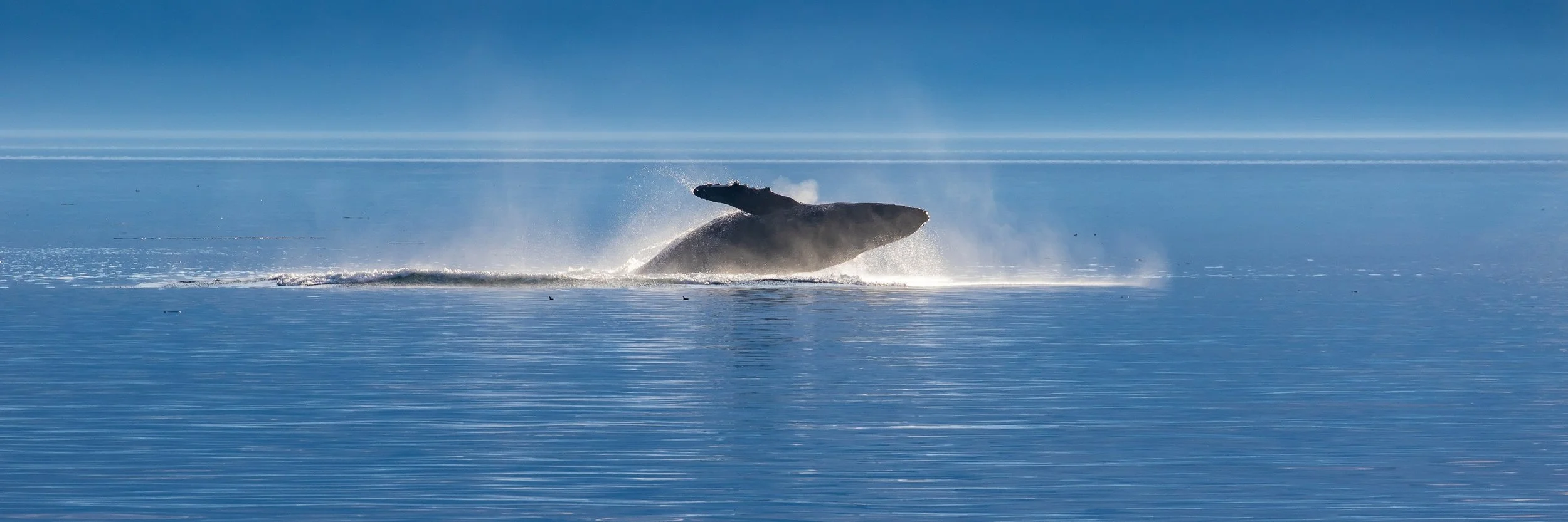 Alaska,Cruise,Frederick Sound,Humpback Whale,-287.JPG