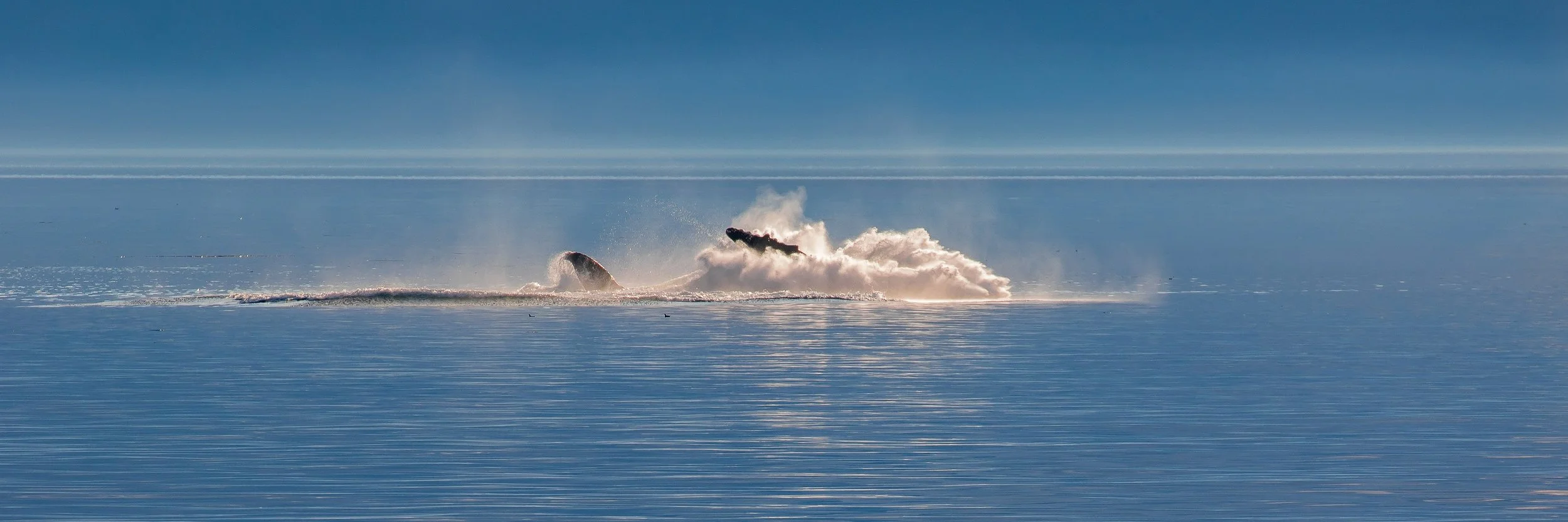 Alaska,Cruise,Frederick Sound,Humpback Whale,-290.JPG