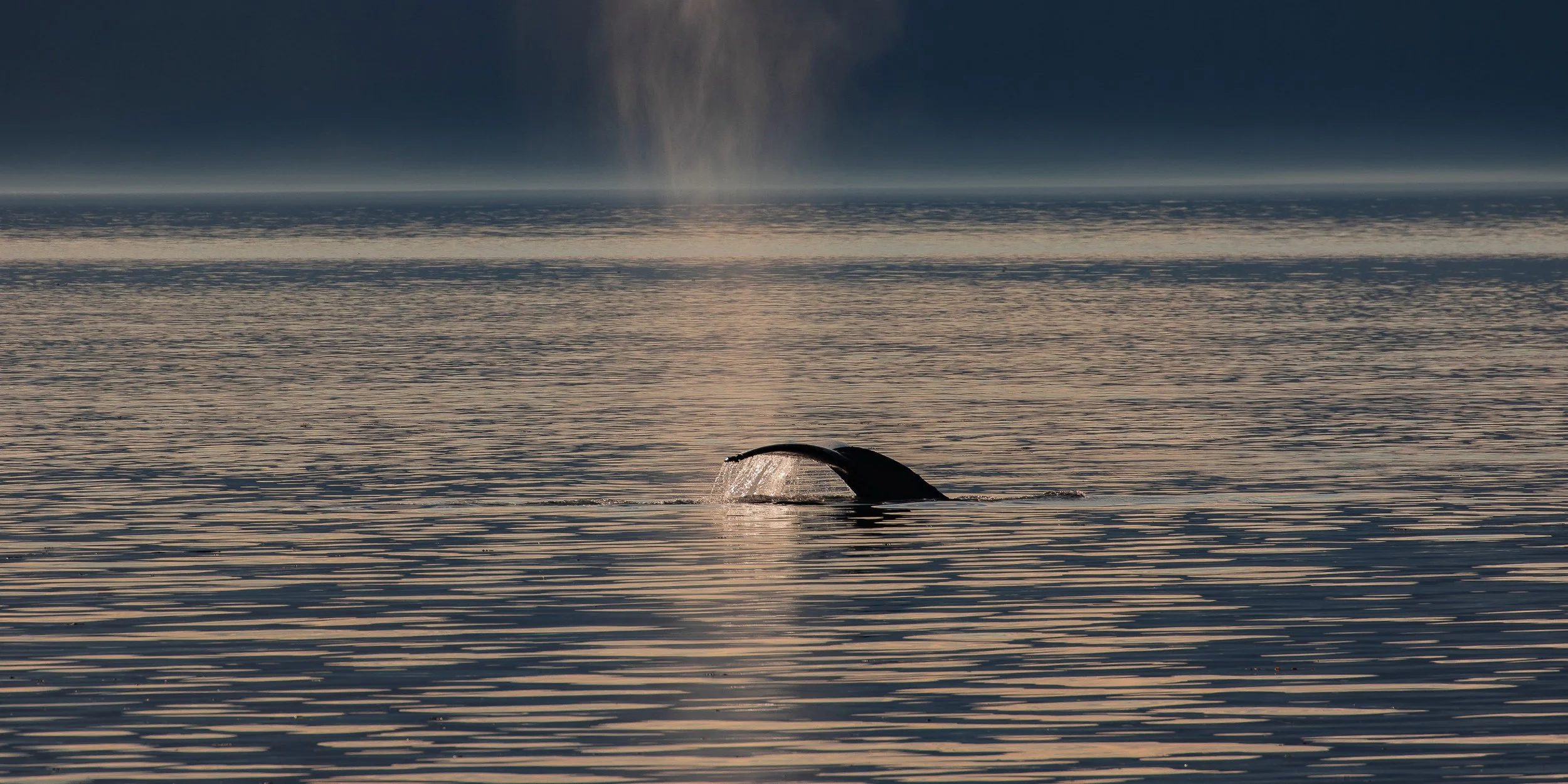 Alaska,Cruise,Frederick Sound,Humpback Whale,-303.JPG