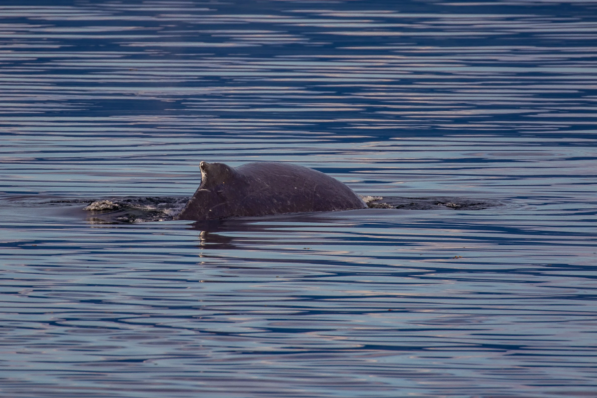 Alaska,Cruise,Frederick Sound,Humpback Whale,-323.JPG