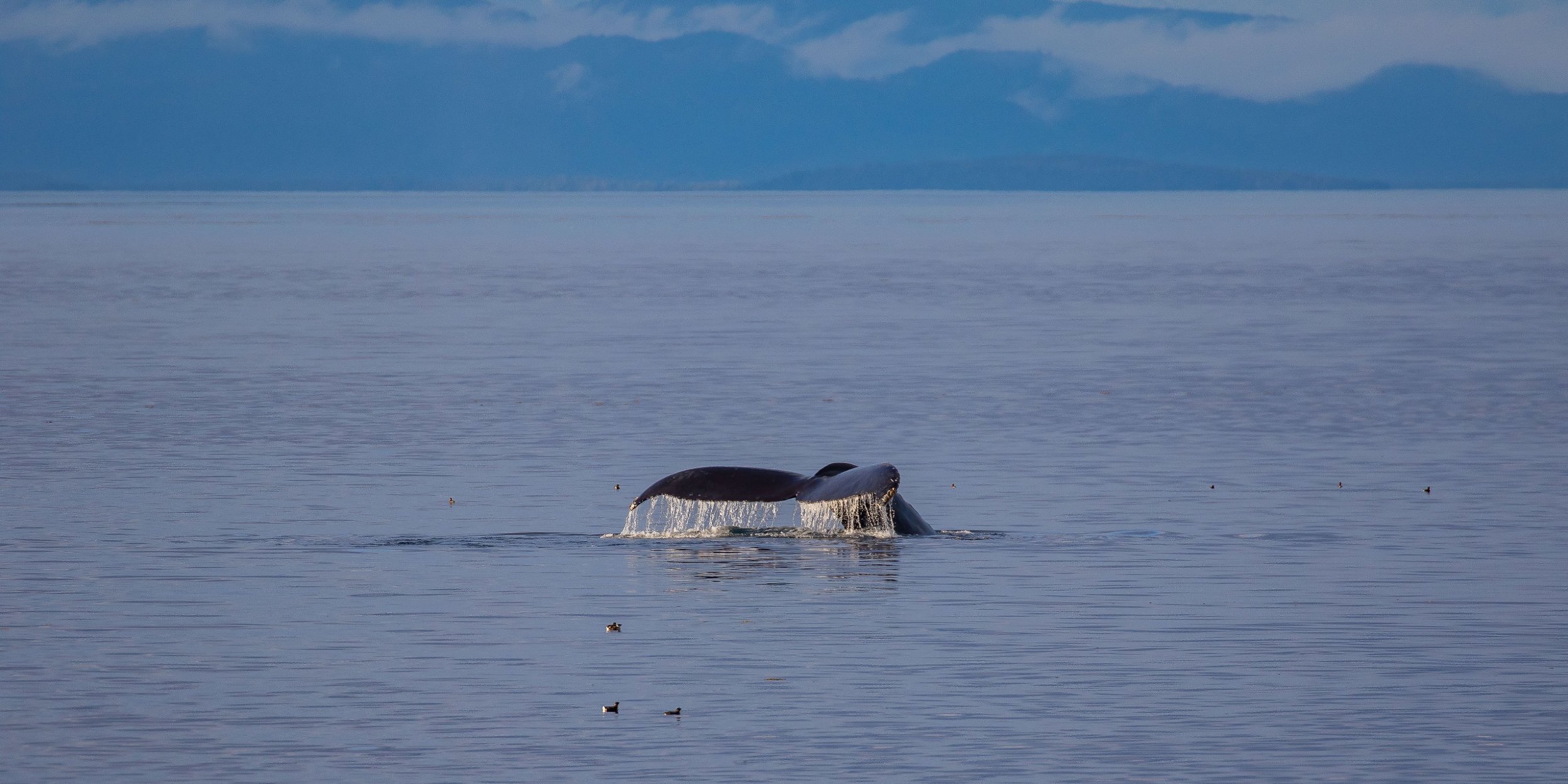 Alaska,Cruise,Frederick Sound,Humpback Whale,-360.JPG