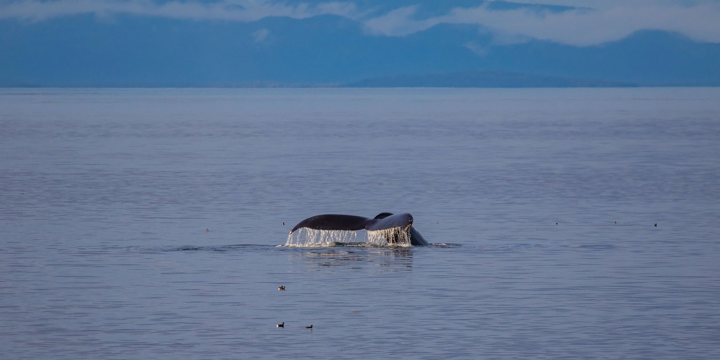 Alaska,Cruise,Frederick Sound,Humpback Whale,-360.JPG