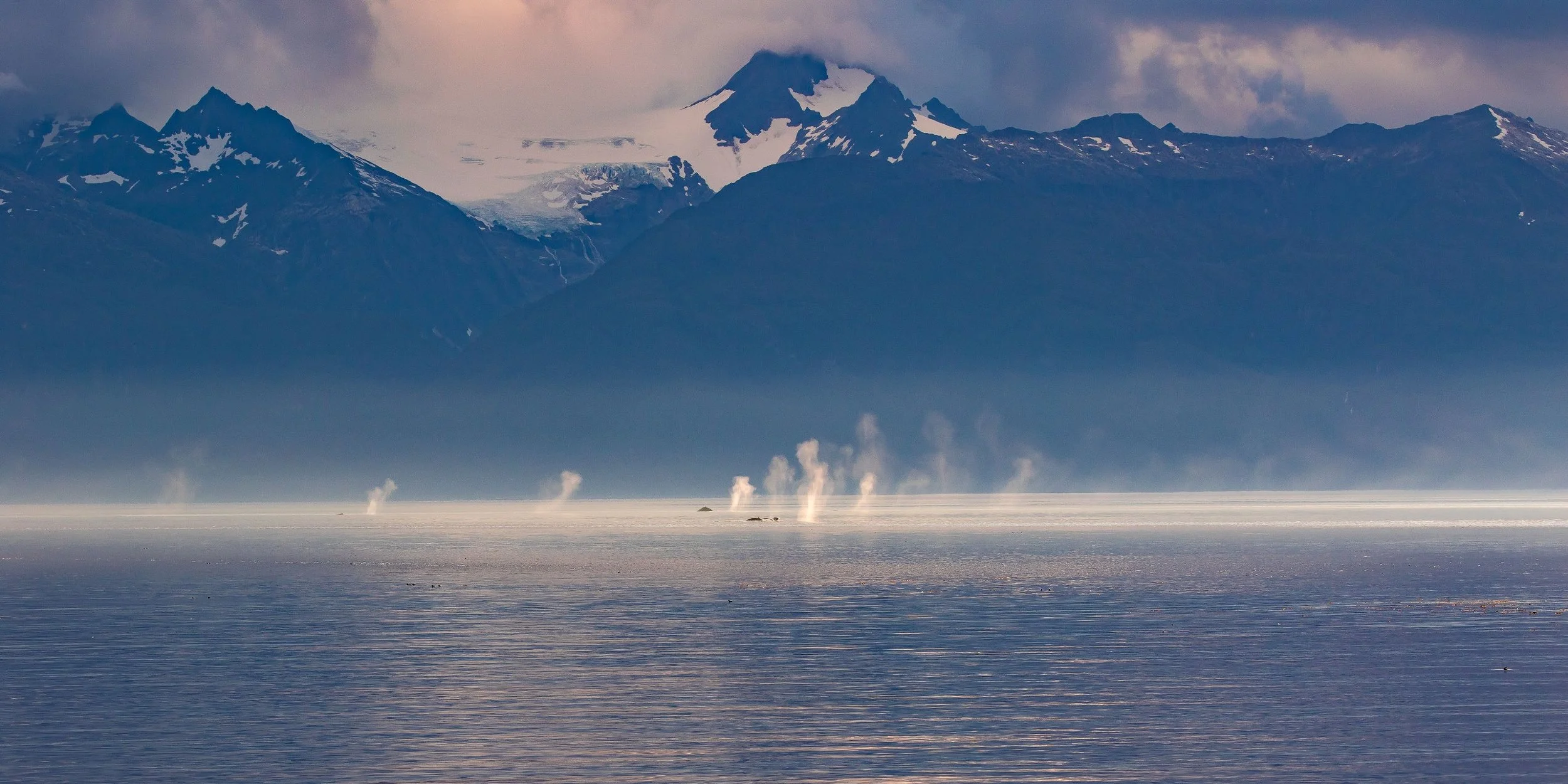 Alaska,Cruise,Frederick Sound,Humpback Whale,-421.JPG