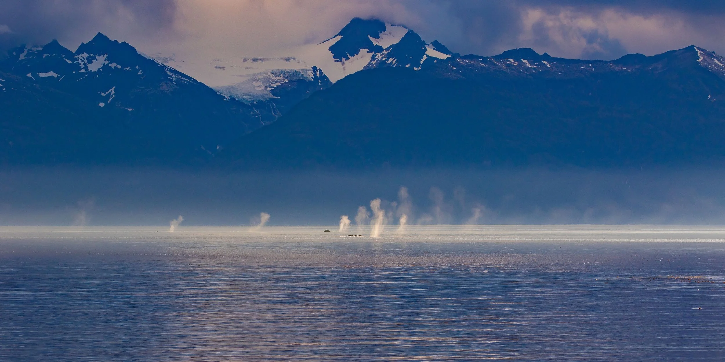Alaska,Cruise,Frederick Sound,Humpback Whale,-422.JPG