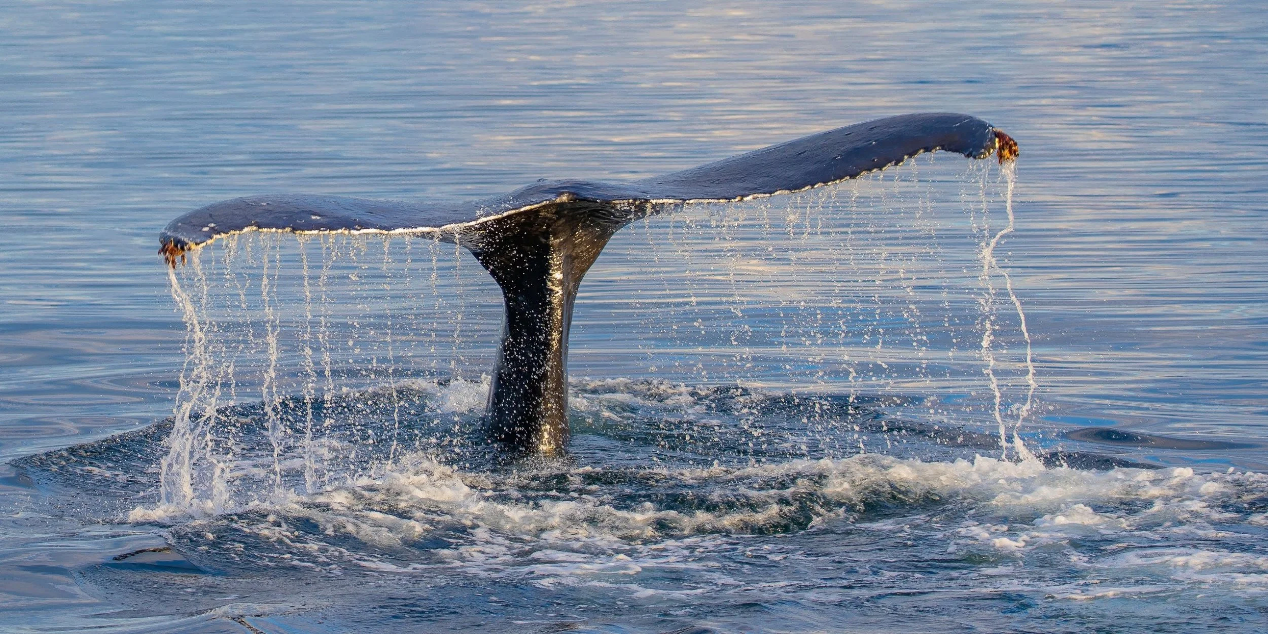 Alaska,Cruise,Frederick Sound,Humpback Whale,-472.JPG
