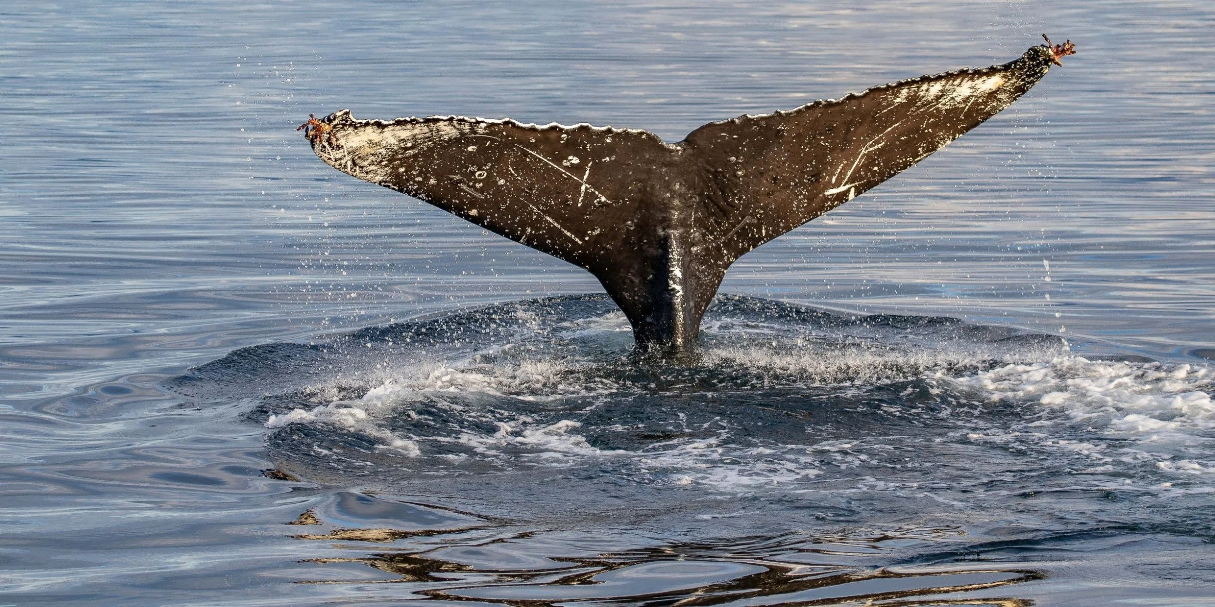 Alaska,Cruise,Frederick Sound,Humpback Whale,-477.JPG