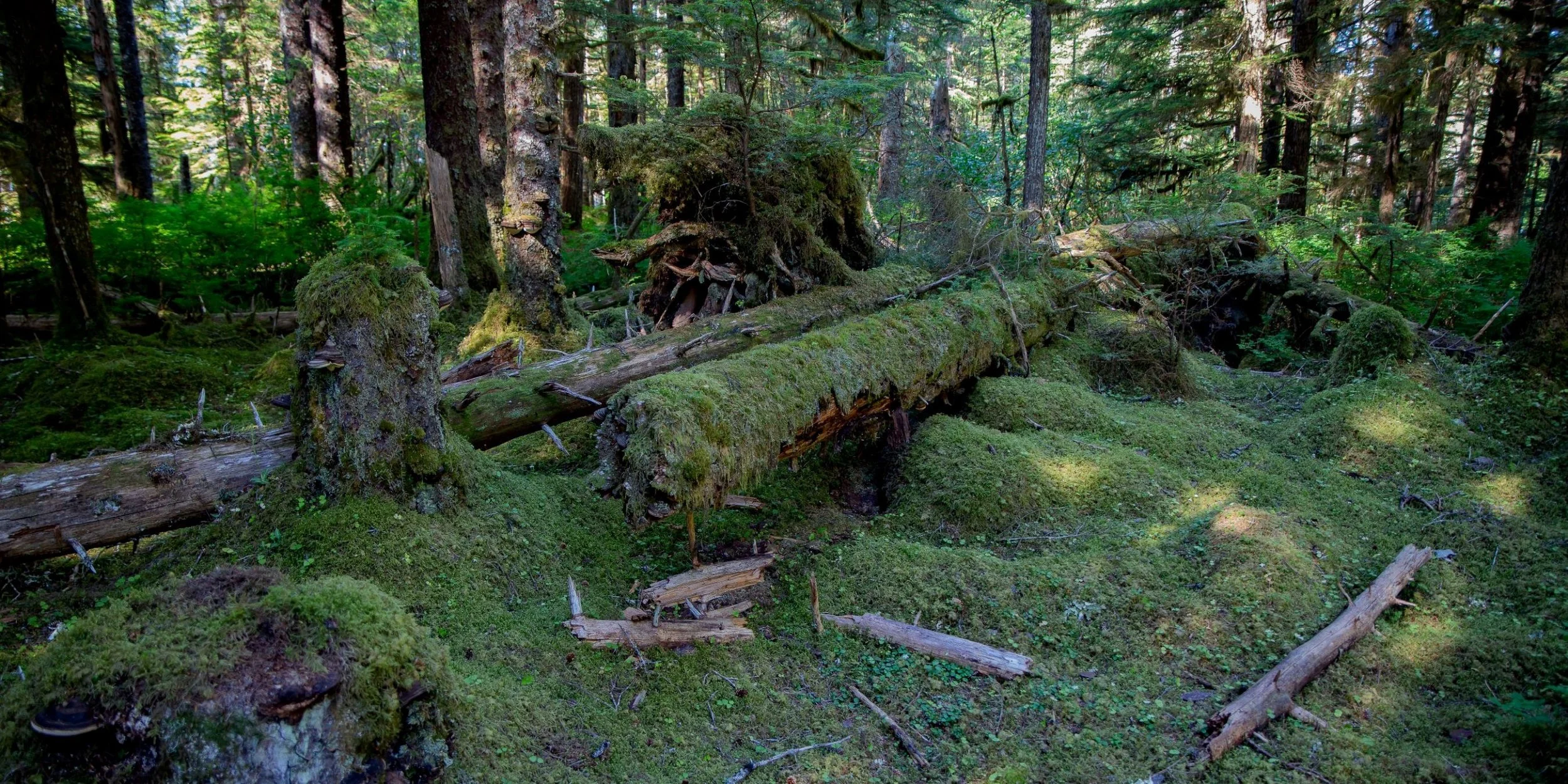Alaska,Cruise,Glacier Bay,Bartlett Cove,-279a.JPG