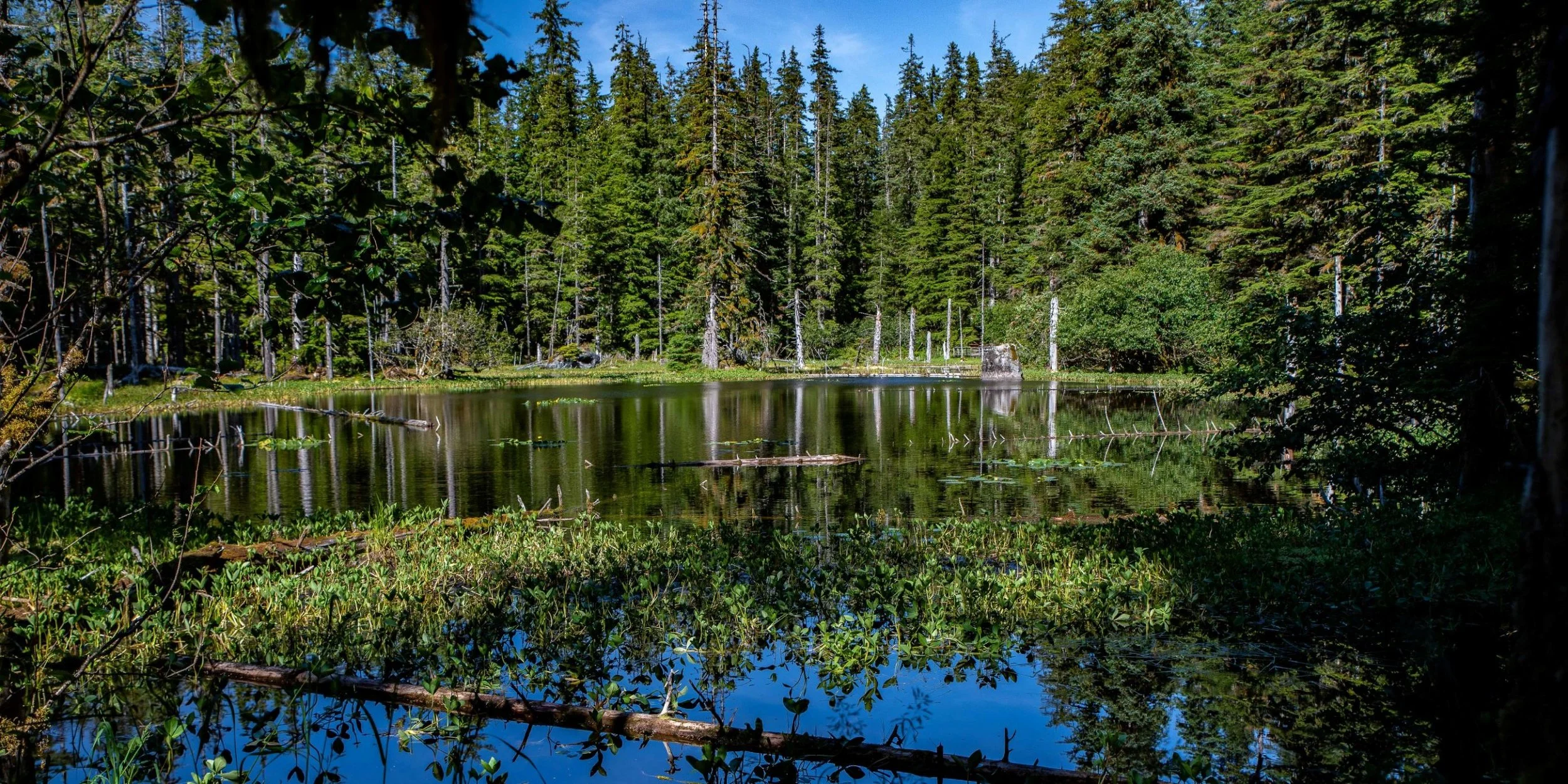 Alaska,Cruise,Glacier Bay,Bartlett Cove,-281a.JPG