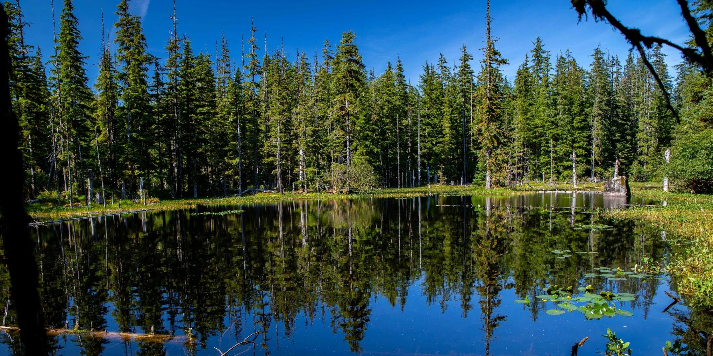 Alaska,Cruise,Glacier Bay,Bartlett Cove,-282a.JPG