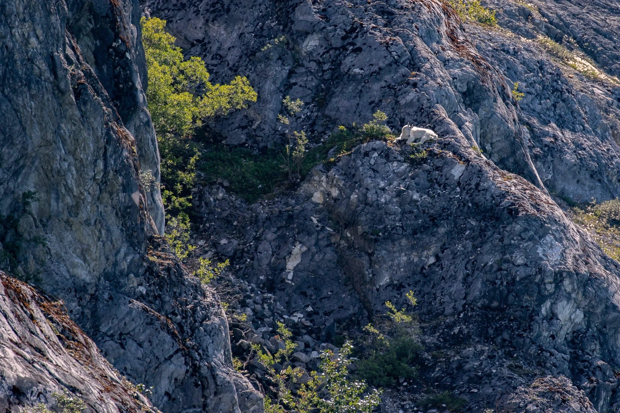 Alaska,Cruise,Glacier Bay,Goat Bluff,-338.JPG