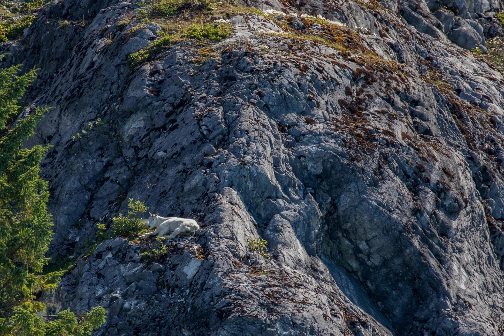 Alaska,Cruise,Glacier Bay,Goat Bluff,-354.JPG