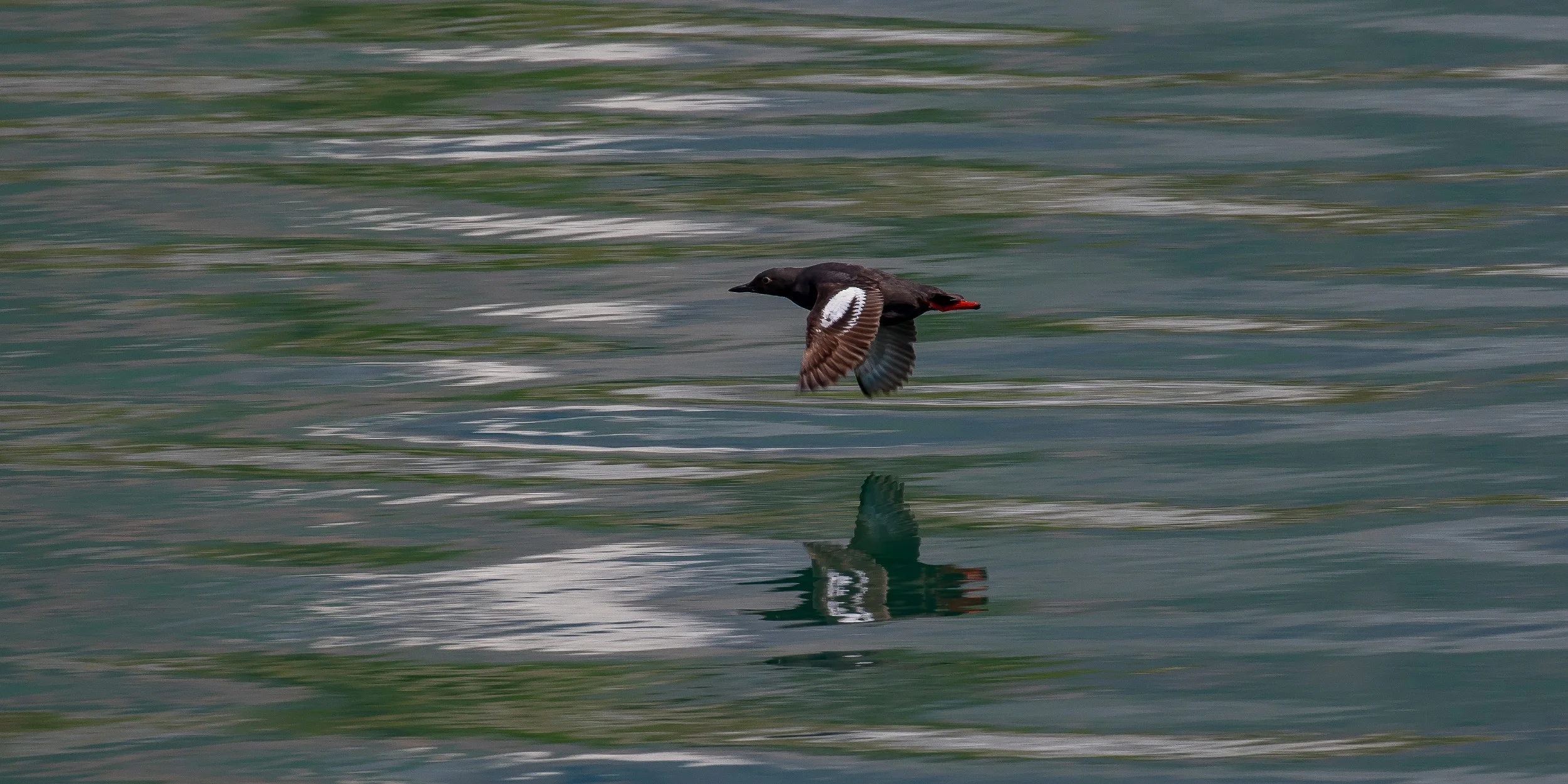 Alaska,Cruise,Glacier Bay,Pigeon Guillimot,-440.JPG