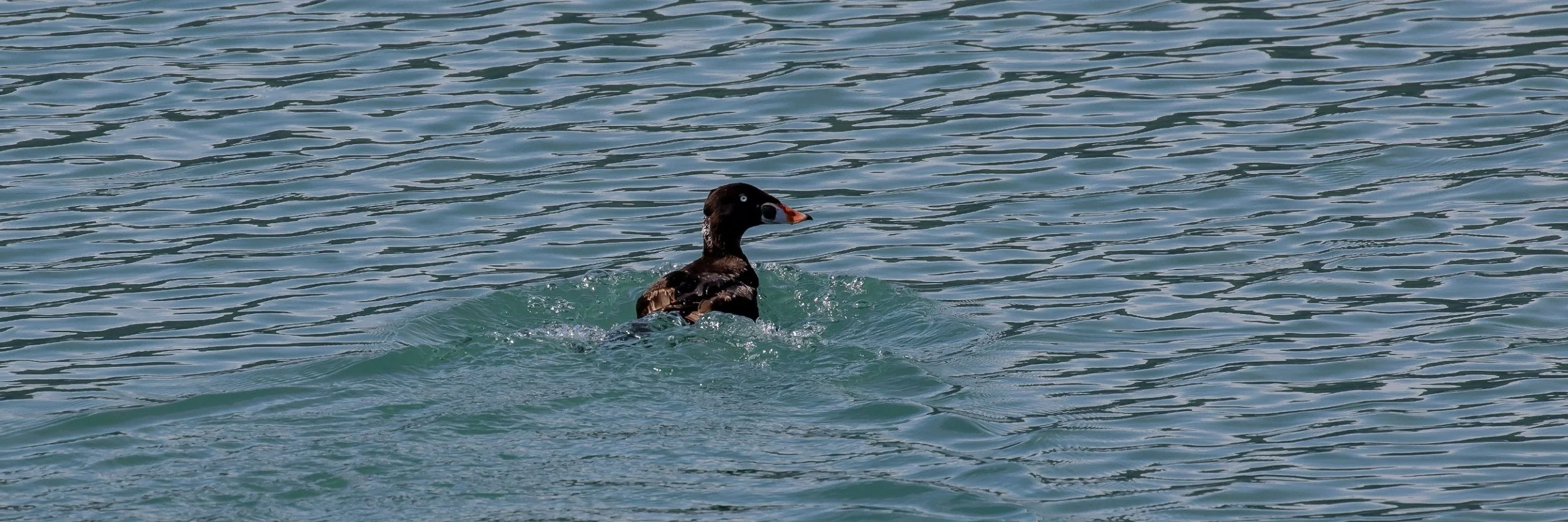 Alaska,Cruise,Glacier Bay,Scoter Duck,-335.JPG