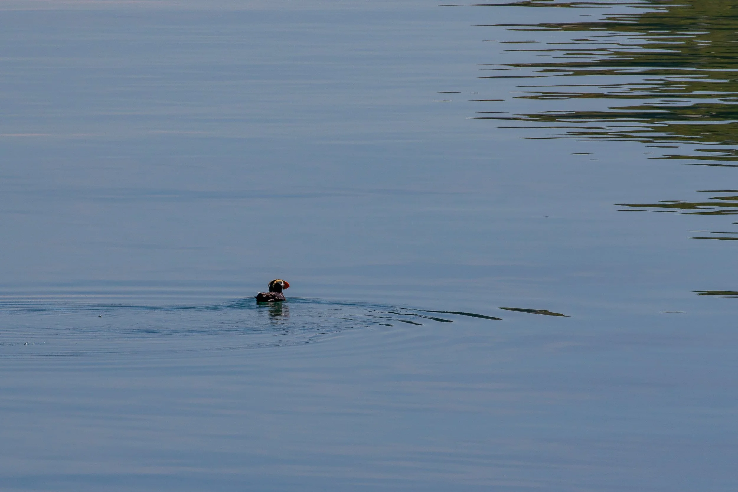 Alaska,Cruise,Glacier Bay,South Marble Is,Puffin,-489.JPG