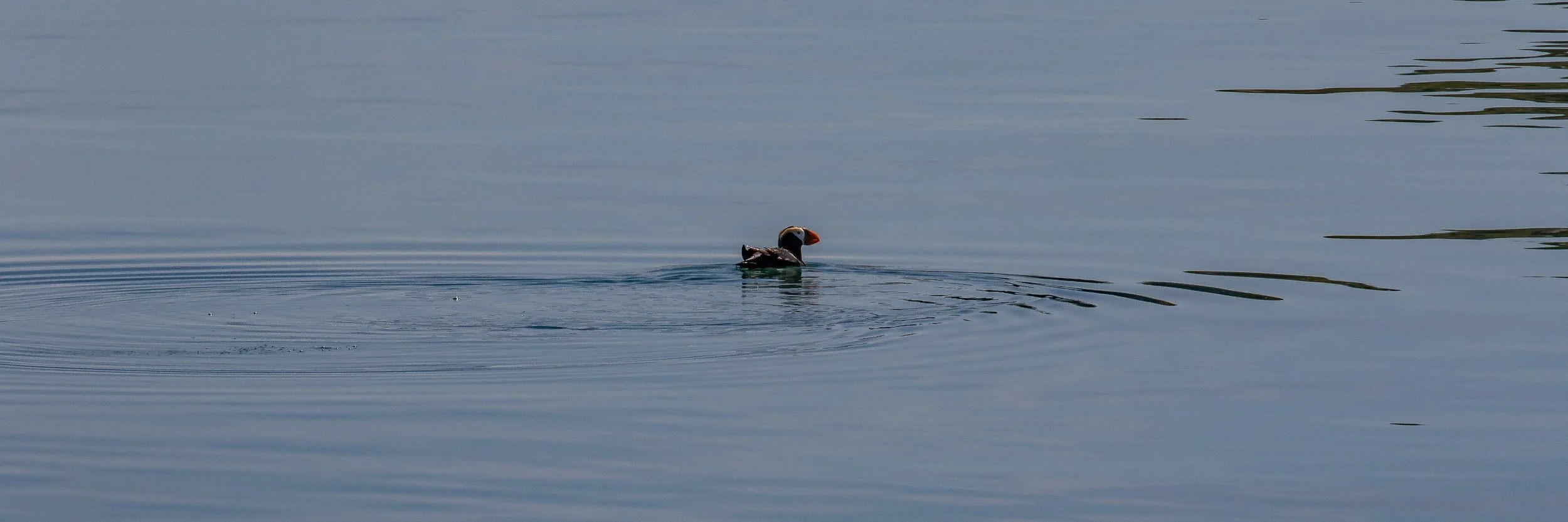 Alaska,Cruise,Glacier Bay,South Marble Is,Puffin,-491.JPG