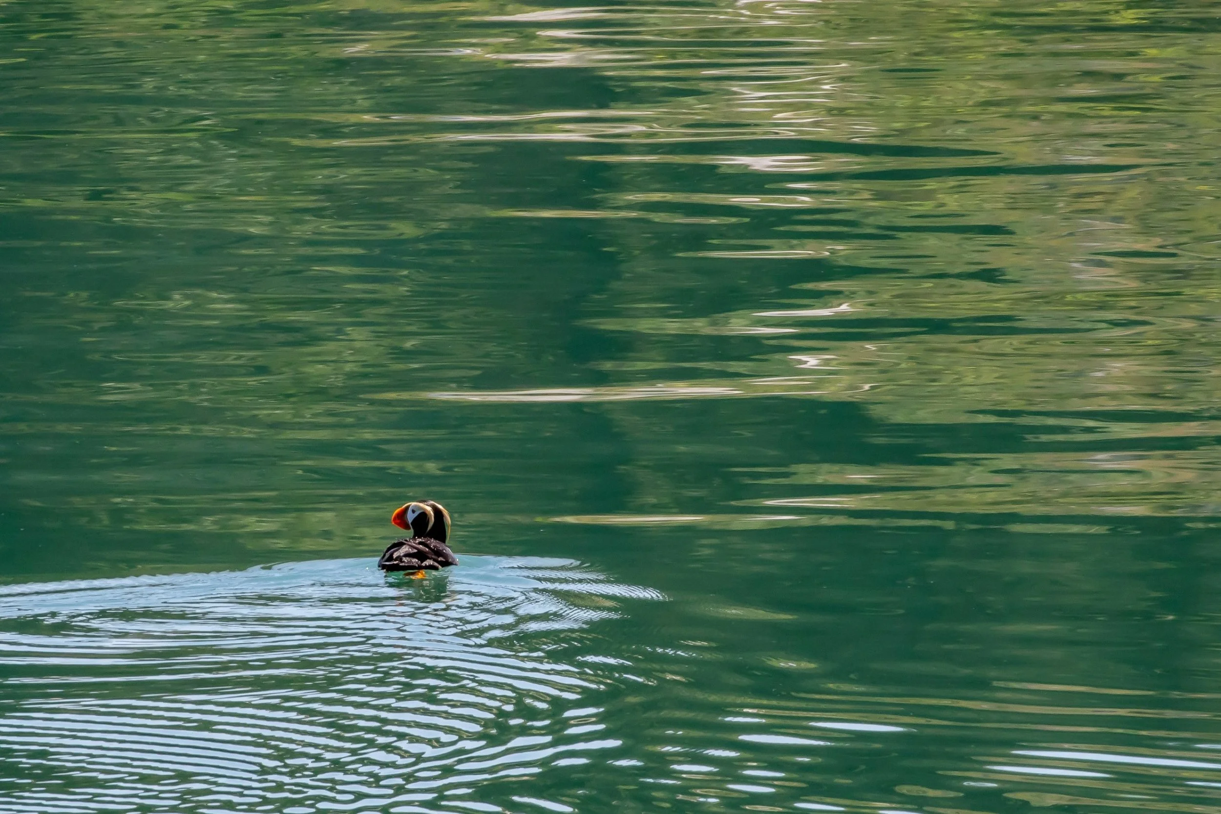 Alaska,Cruise,Glacier Bay,South Marble Is,Puffin,-504.JPG