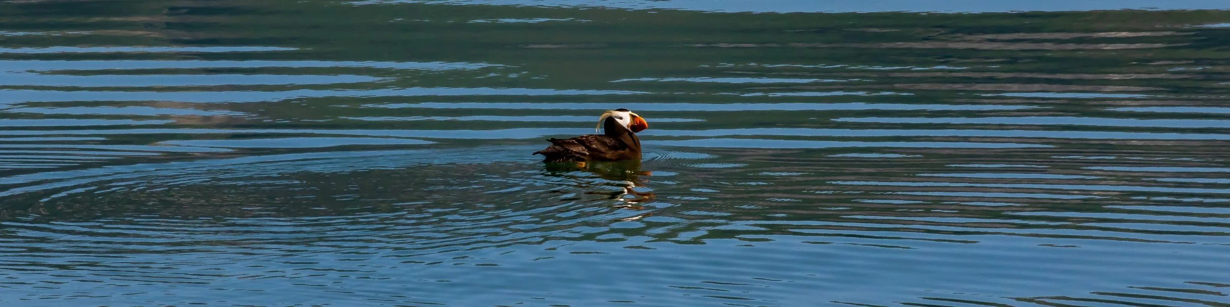 Alaska,Cruise,Glacier Bay,South Marble Is,Puffin,-738.JPG
