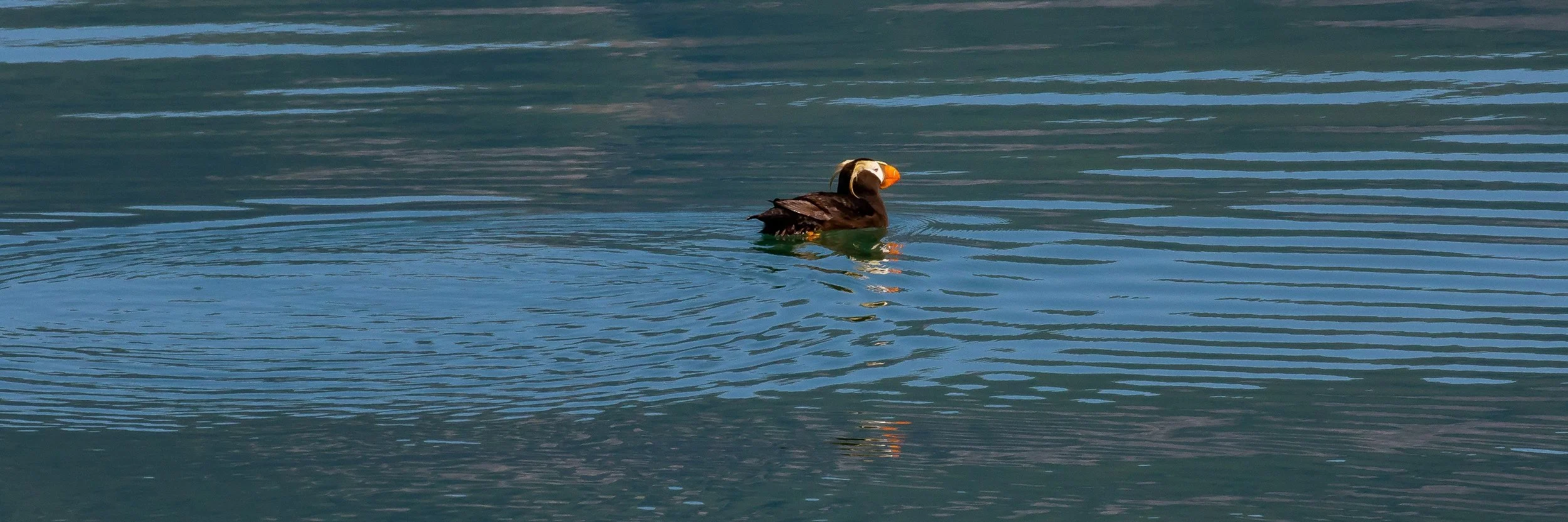 Alaska,Cruise,Glacier Bay,South Marble Is,Puffin,-742.JPG