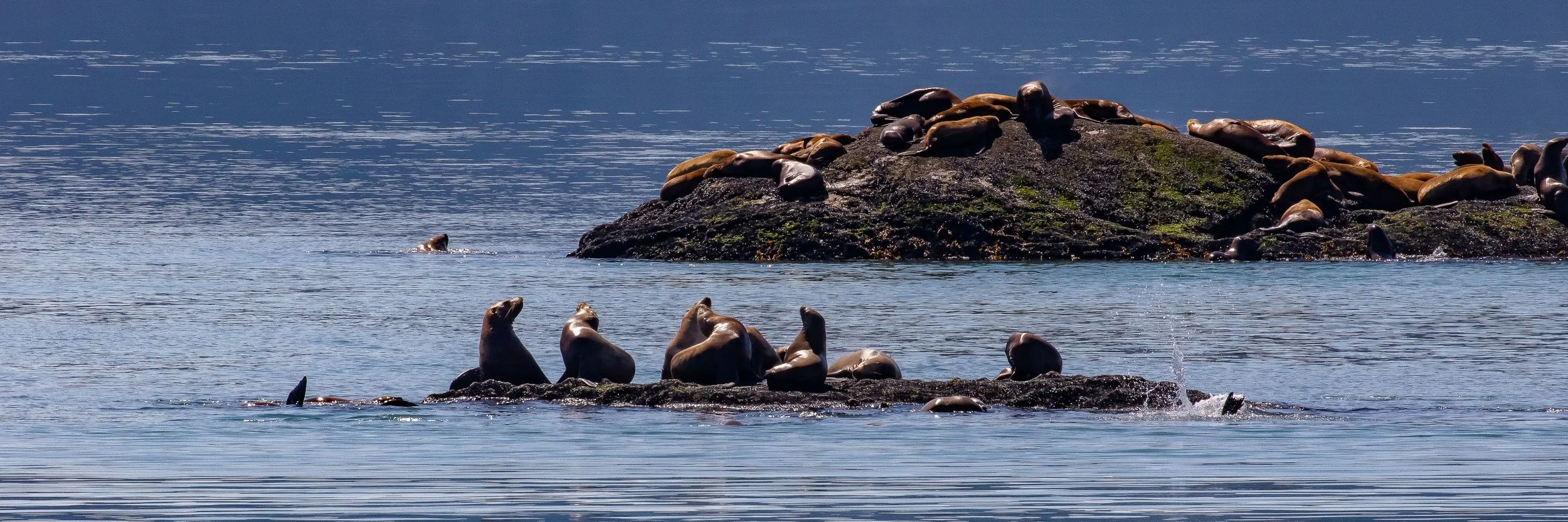 Alaska,Cruise,Glacier Bay,South Marble Is,Seals,-792.JPG