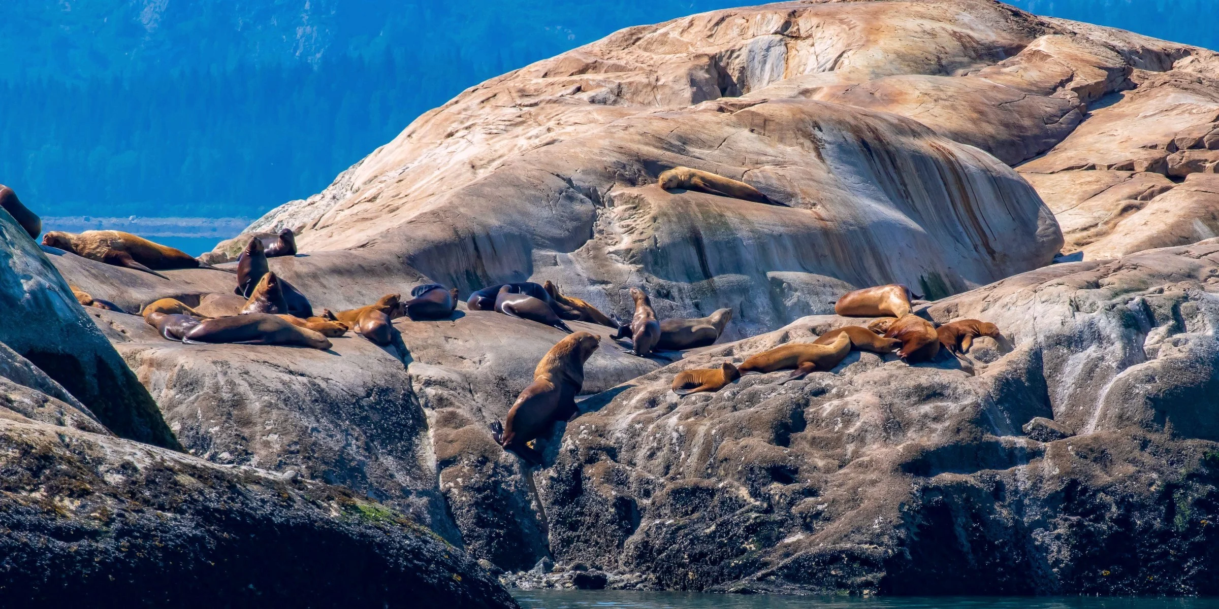 Alaska,Cruise,Glacier Bay,South Marble Is,Seals,-798.JPG