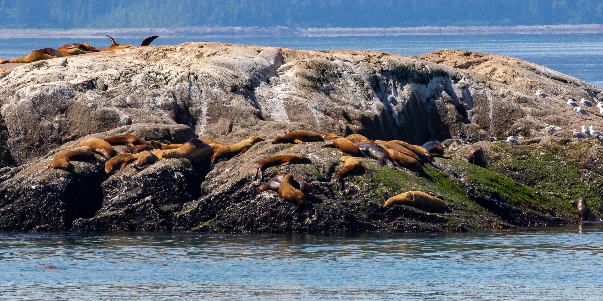 Alaska,Cruise,Glacier Bay,South Marble Is,Seals,-812.JPG