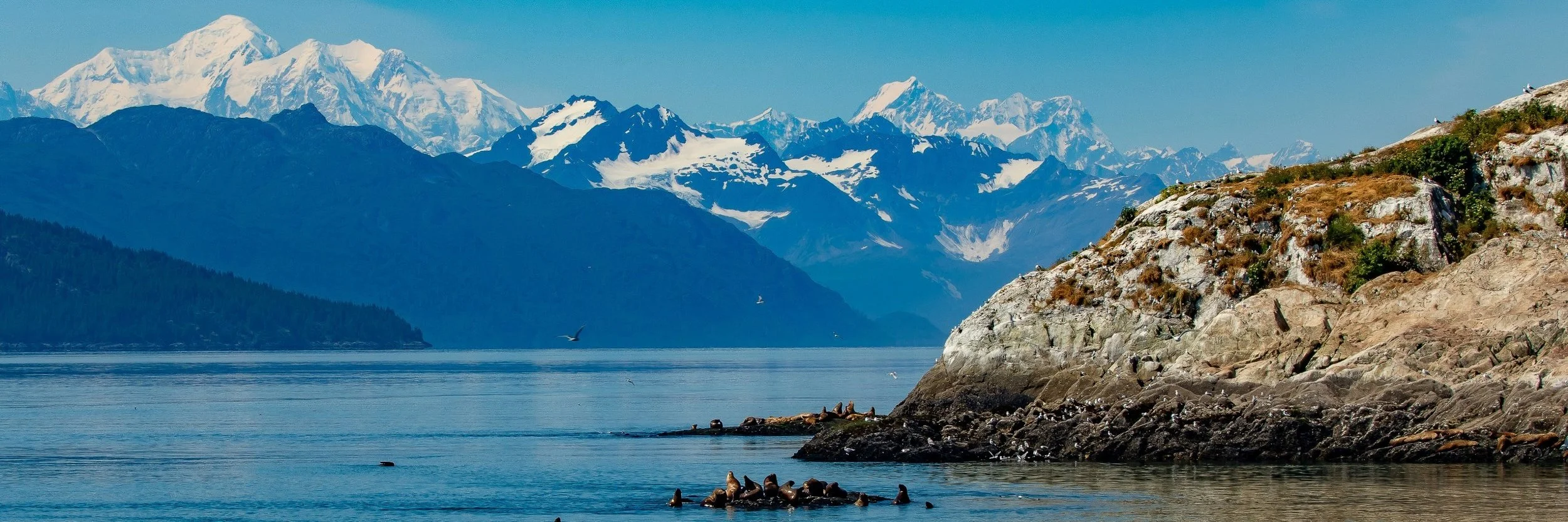 Alaska,Cruise,Glacier Bay,South Marble Is,Seals,-815.JPG