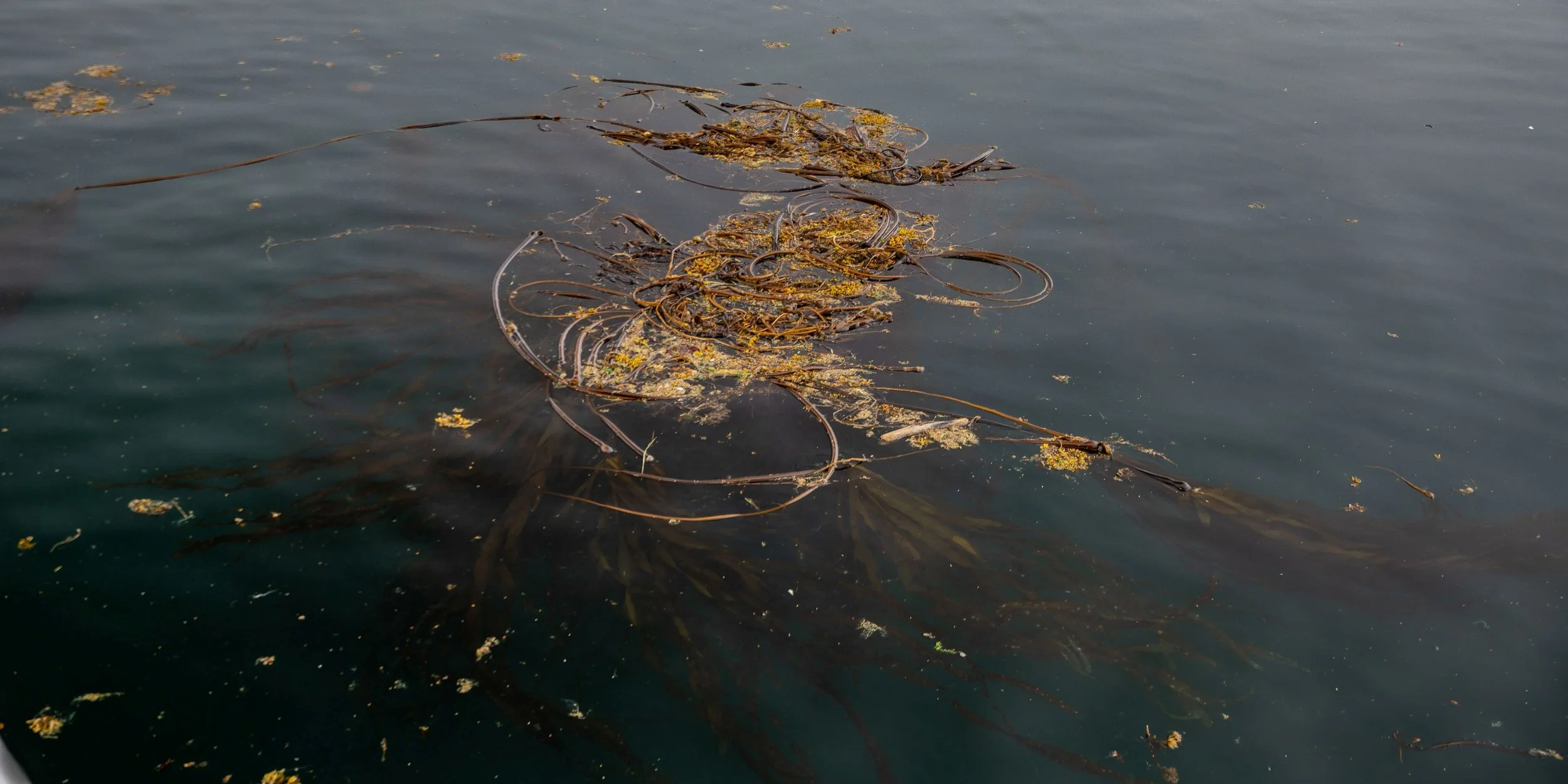 Alaska,Cruise,Keku Islands,-049a.JPG