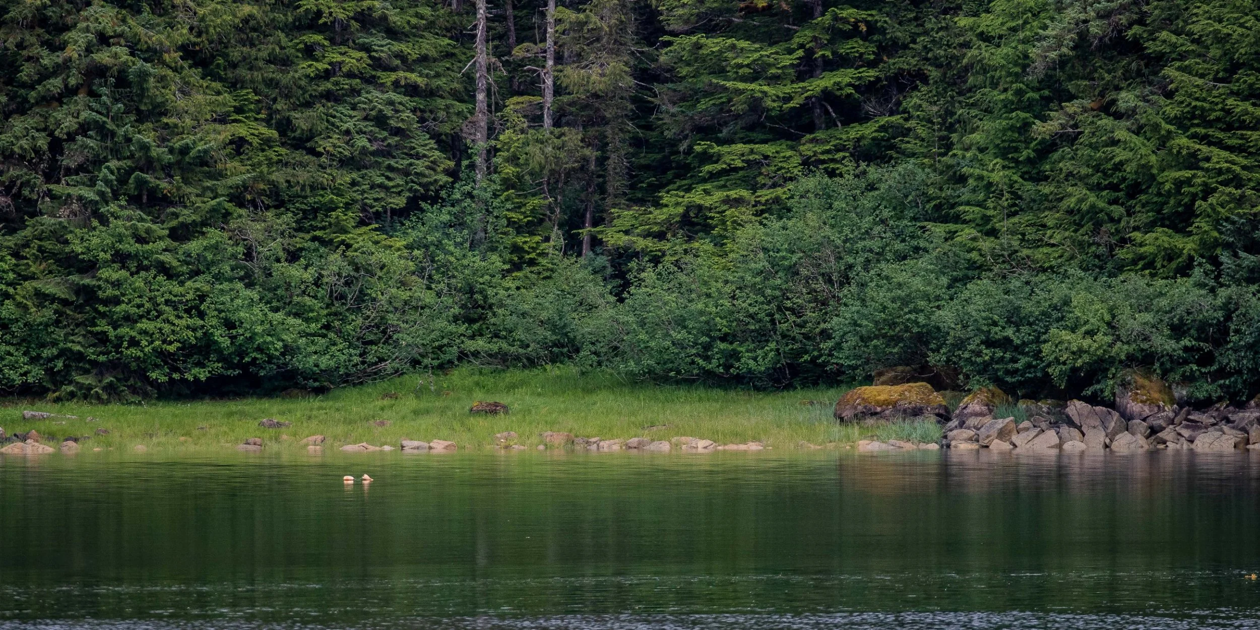 Alaska,Cruise,Seal Bay,-503.JPG