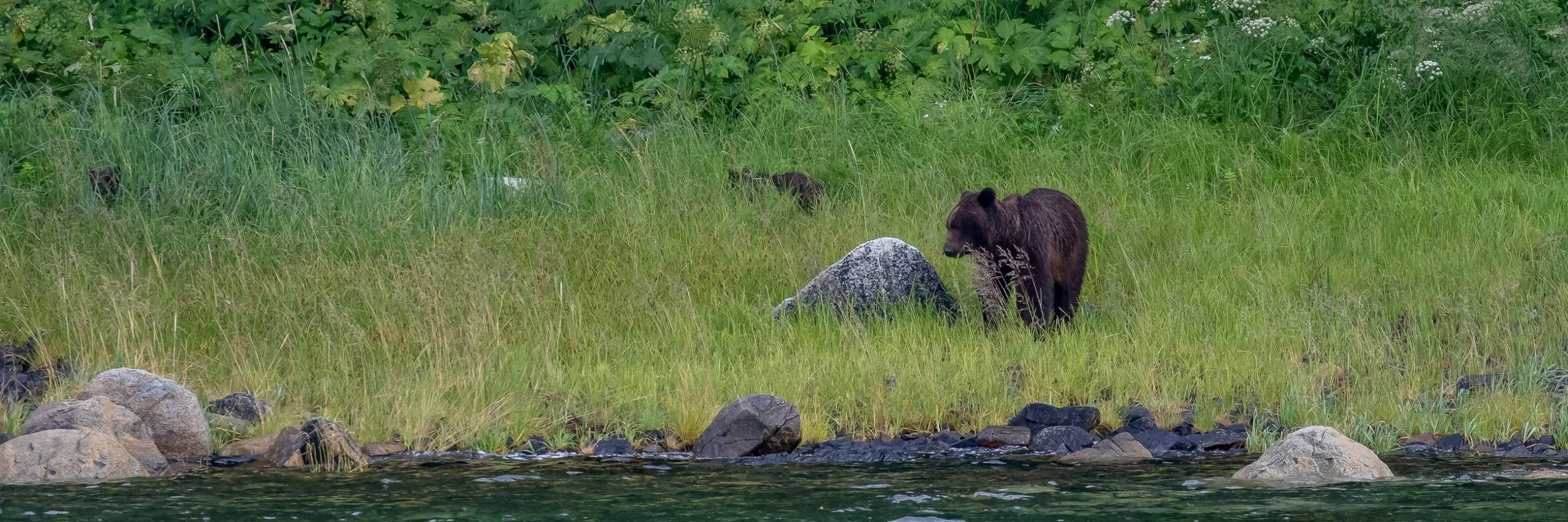 Alaska,Cruise,Seal Bay,Black Bear,-024a.JPG
