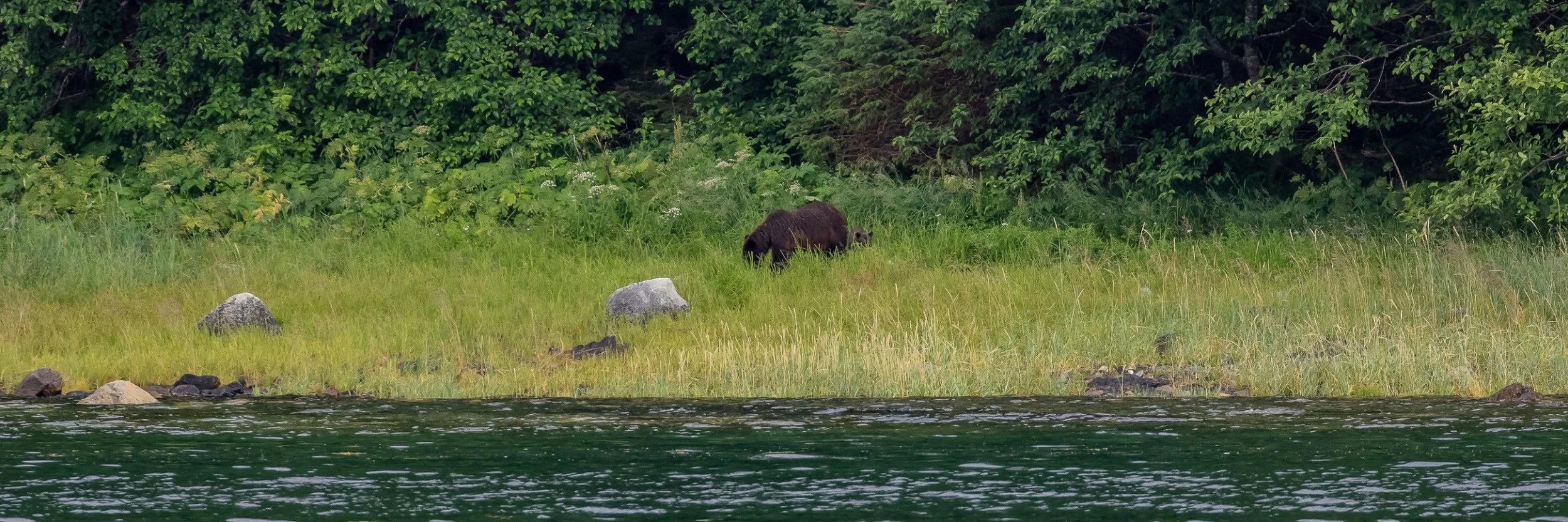 Alaska,Cruise,Seal Bay,Black Bear,-521.JPG