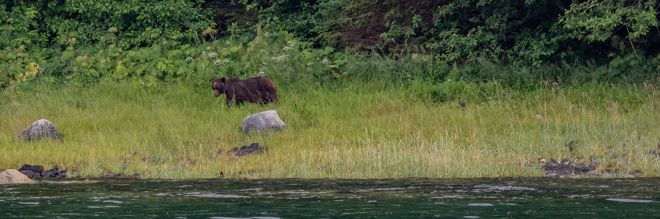 Alaska,Cruise,Seal Bay,Black Bear,-559.JPG
