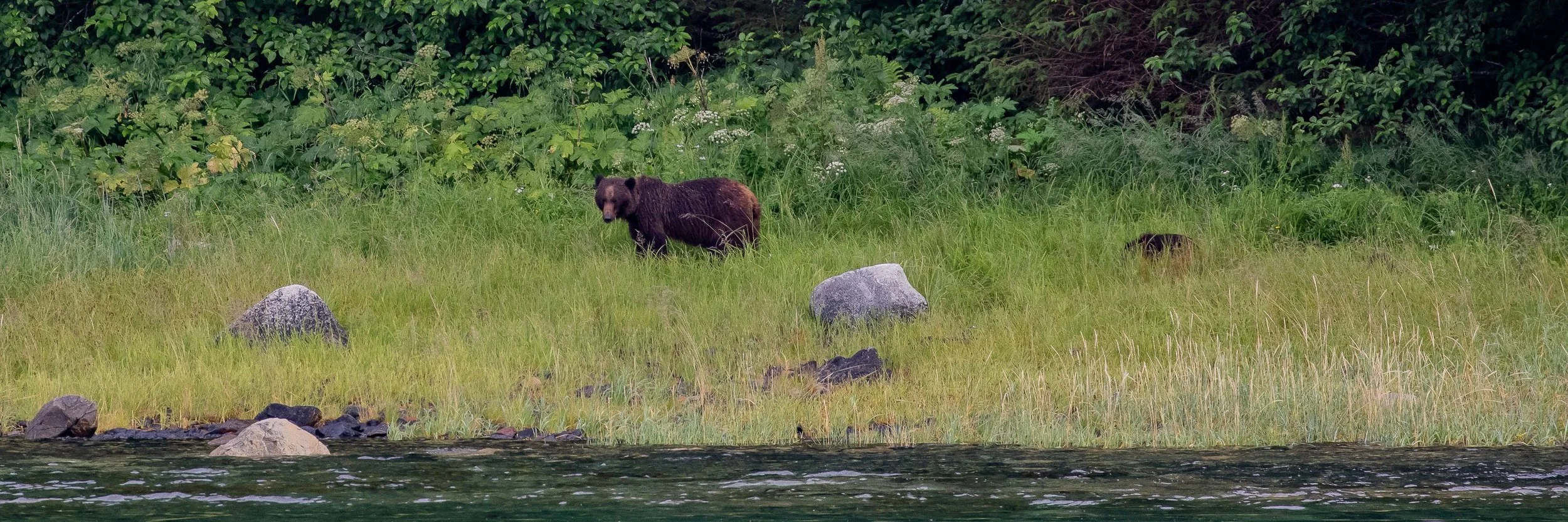 Alaska,Cruise,Seal Bay,Black Bear,-575.JPG